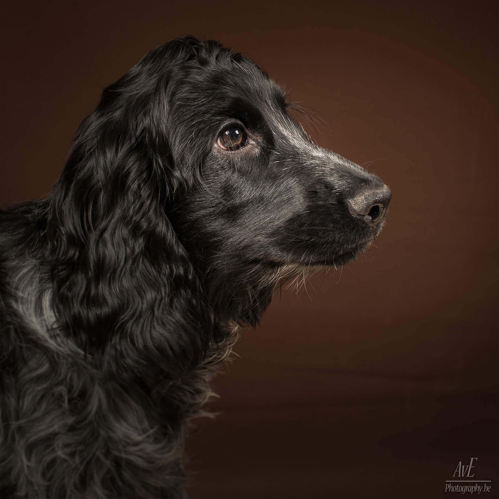 Portfolio - Honden