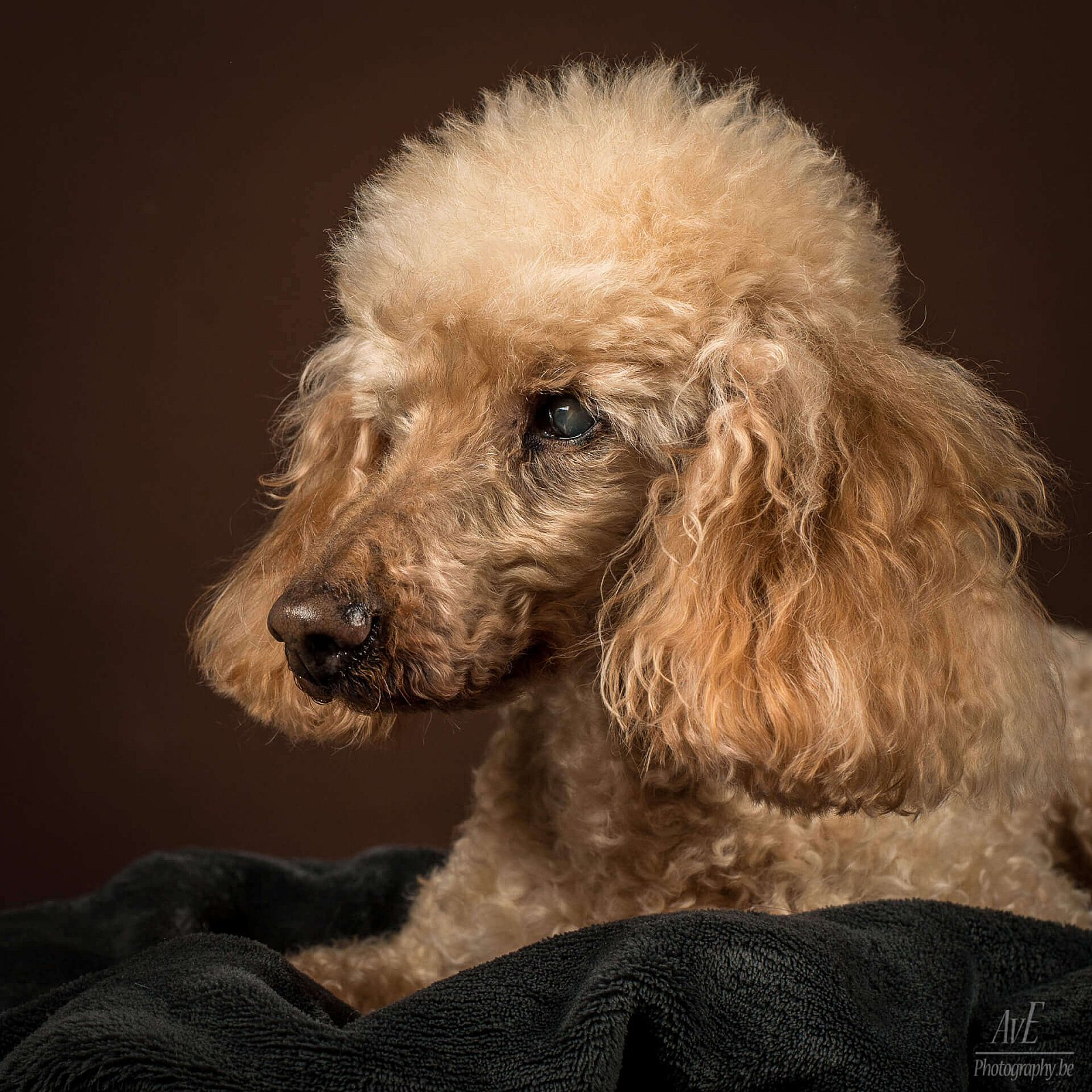 Portfolio - Honden