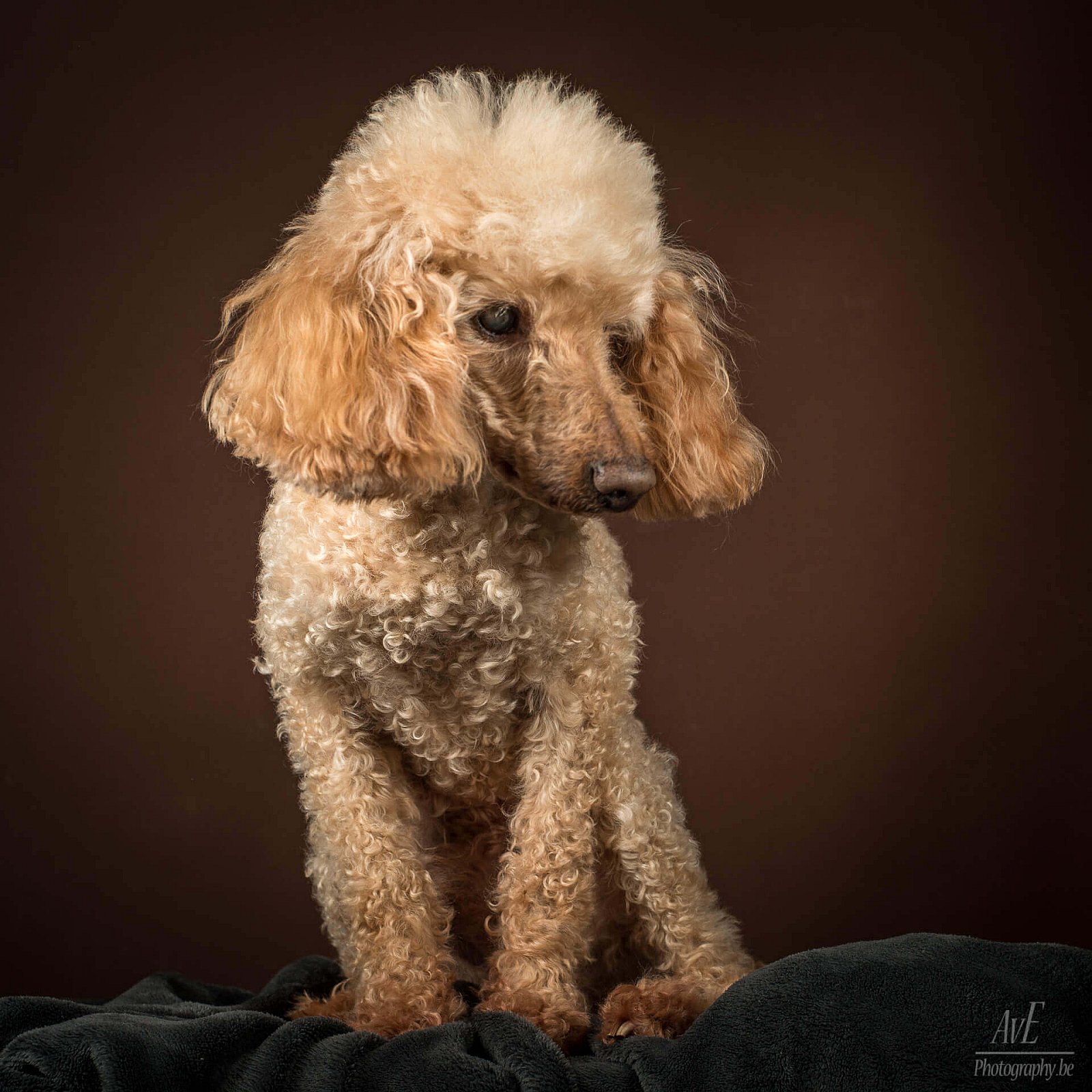 Portfolio - Honden