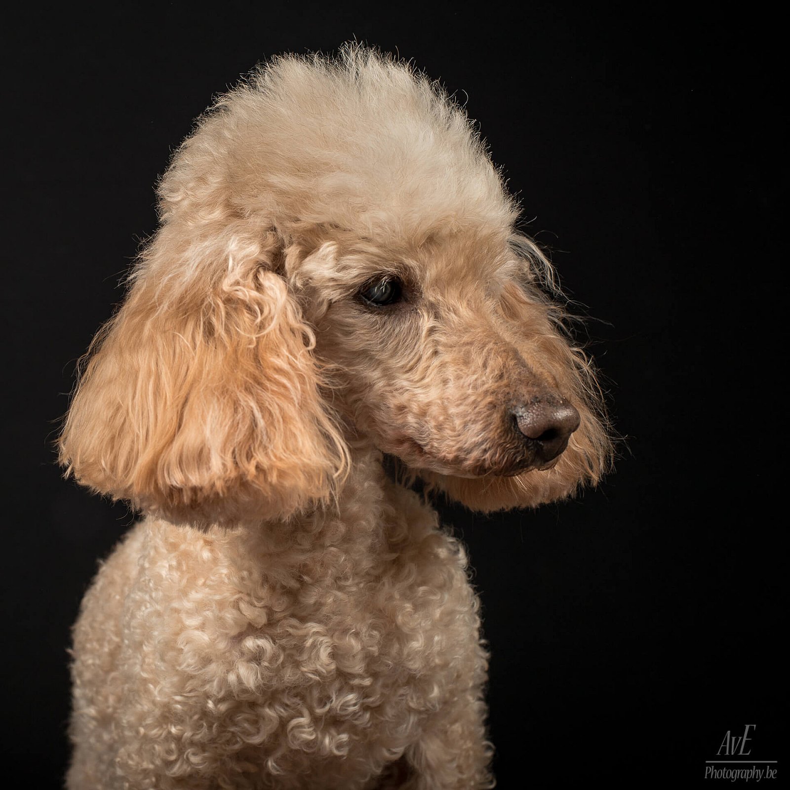 Portfolio - Honden