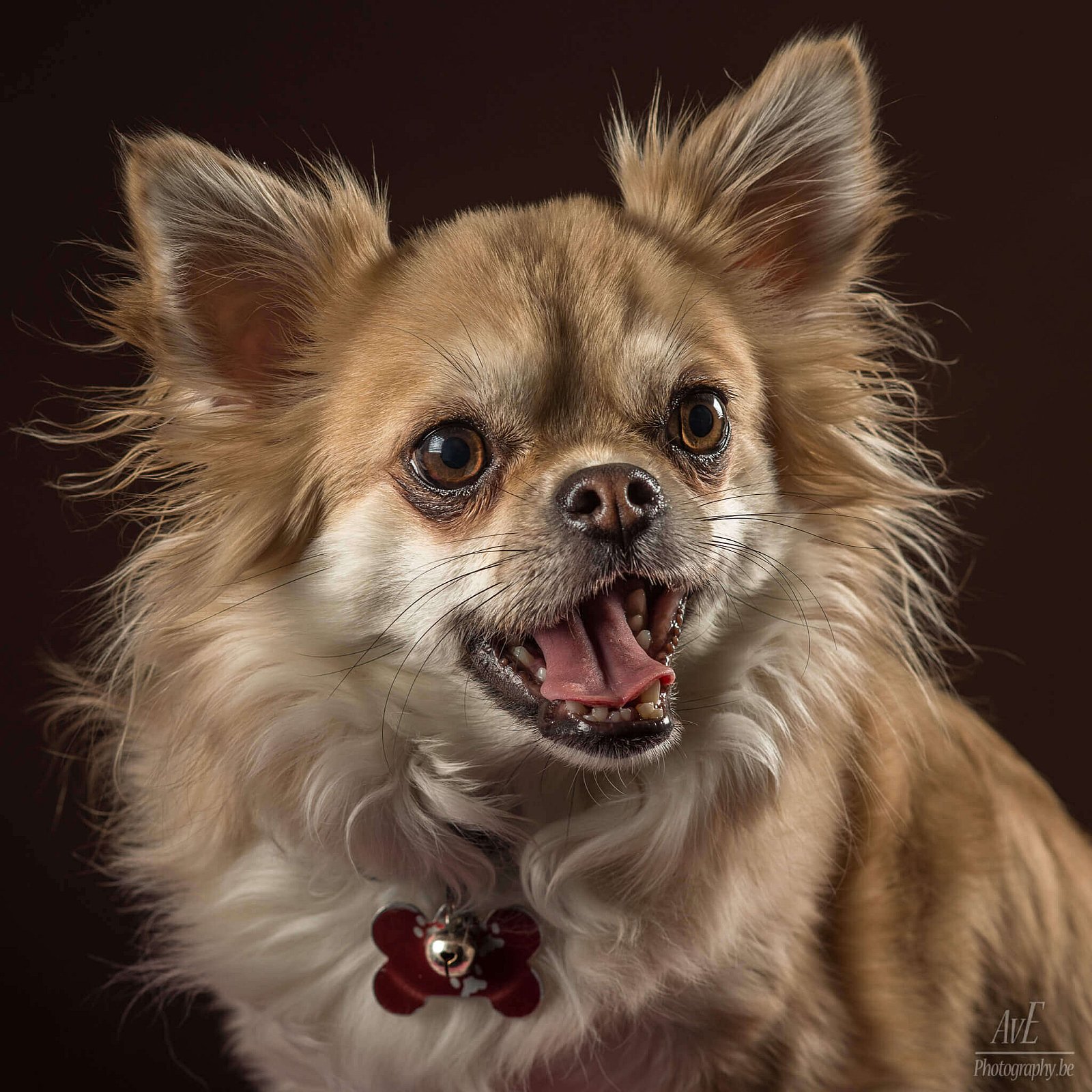 Portfolio - Honden