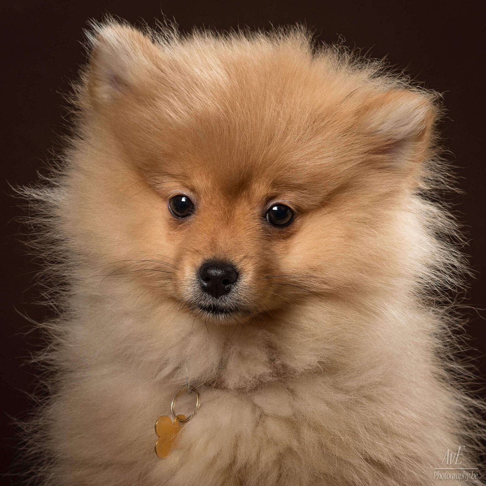 Portfolio - Honden