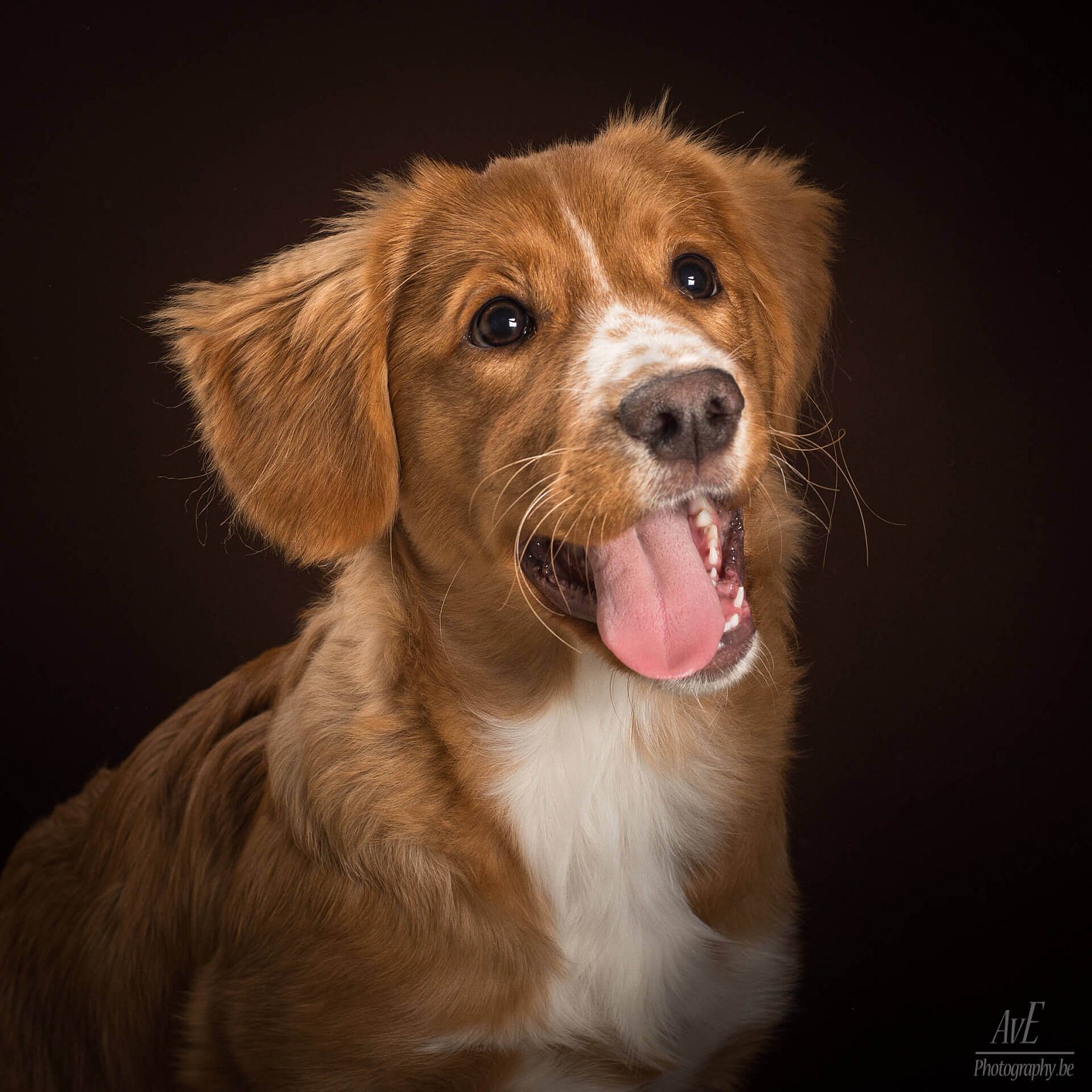 Portfolio - Honden