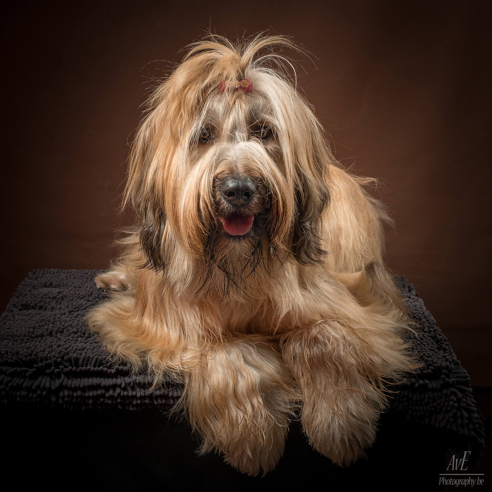 Portfolio - Honden