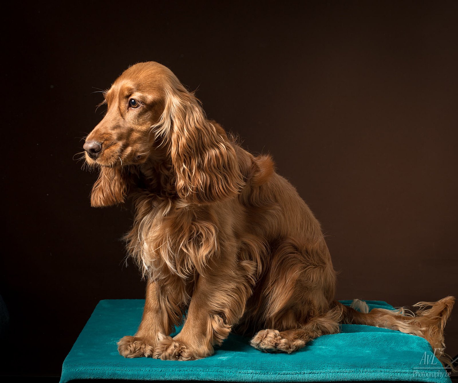 Portfolio - Honden