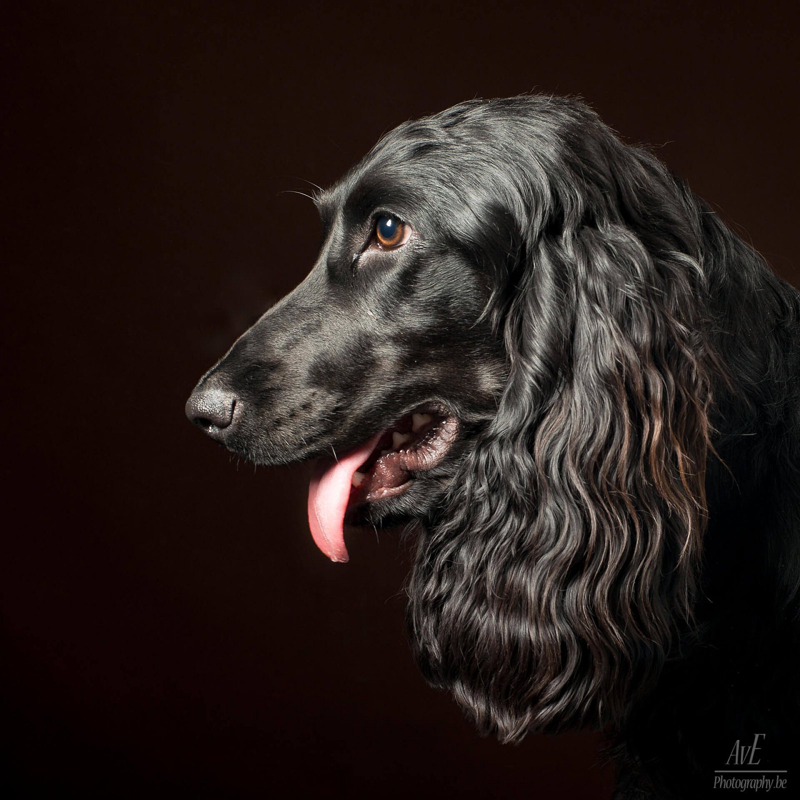 Portfolio - Honden