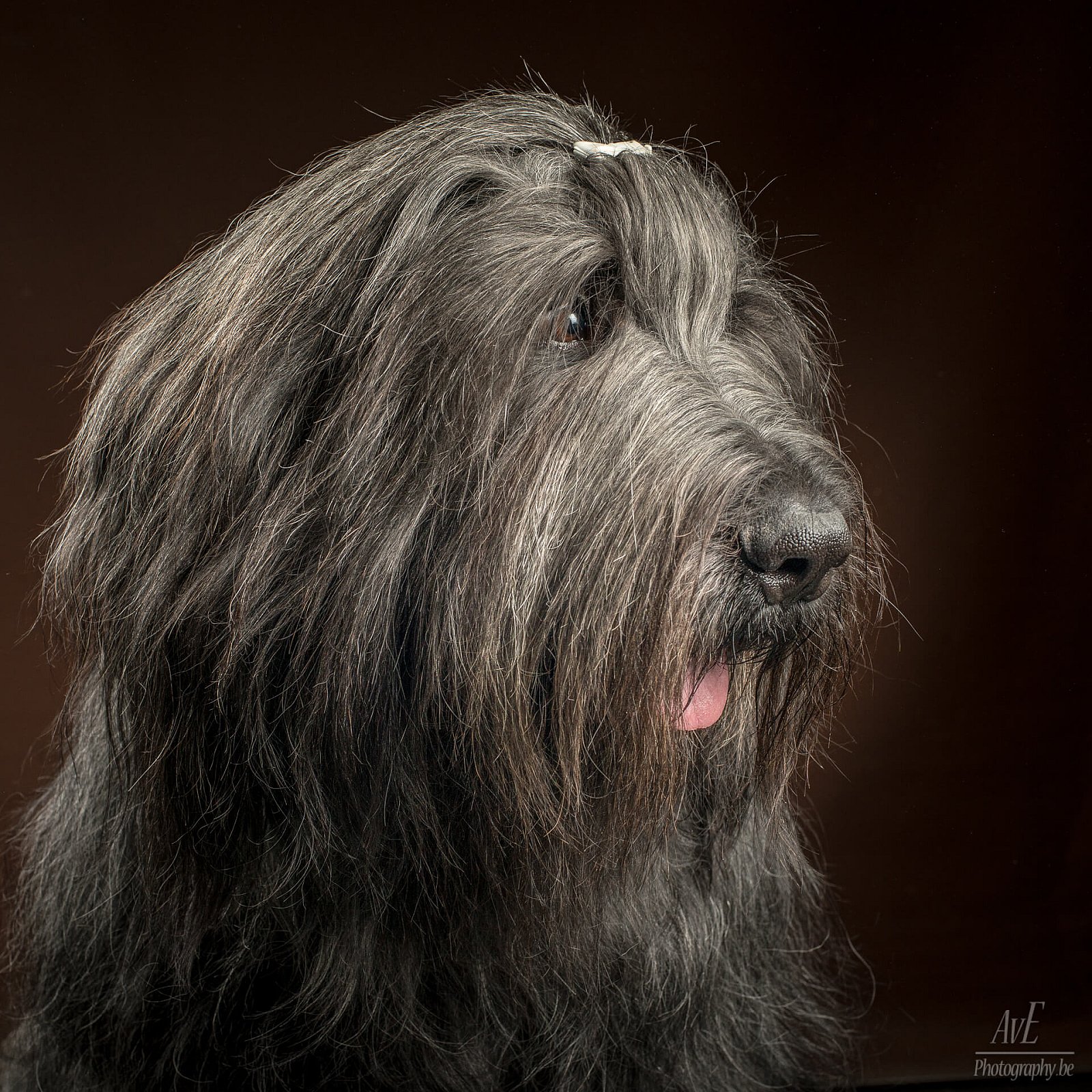 Portfolio - Honden