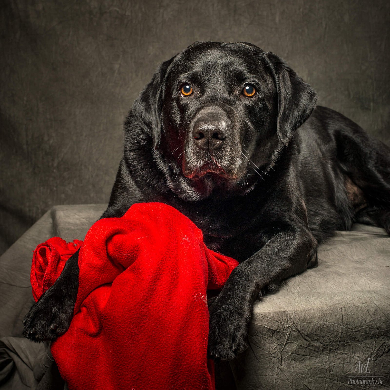 Portfolio - Honden