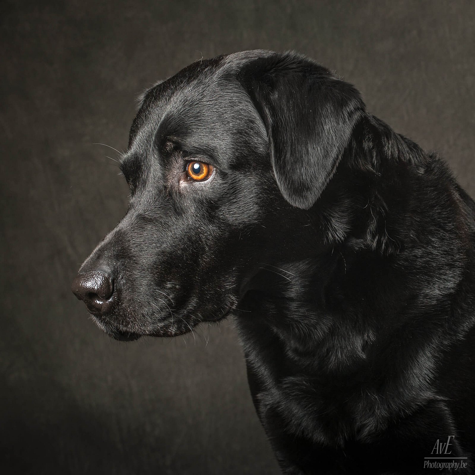 Portfolio - Honden
