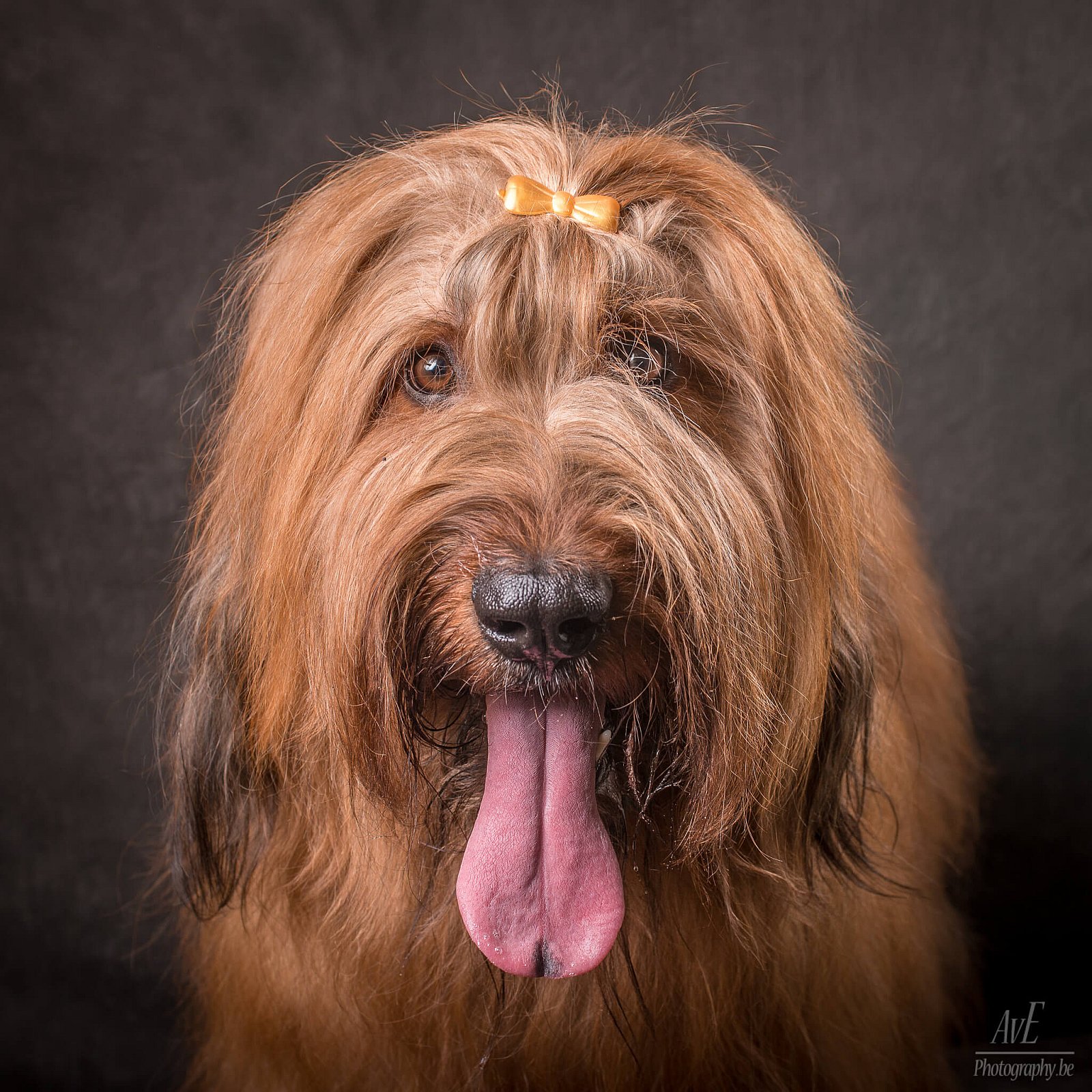 Portfolio - Honden