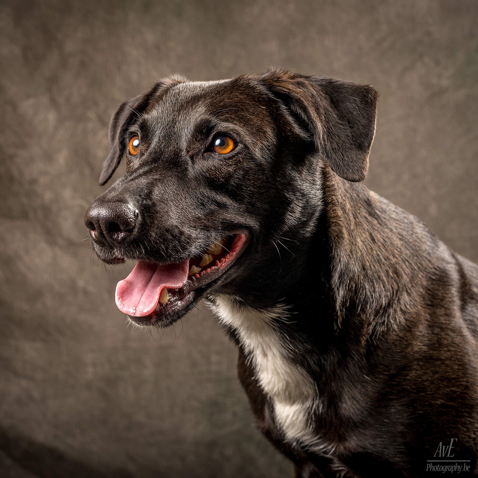 Portfolio - Honden