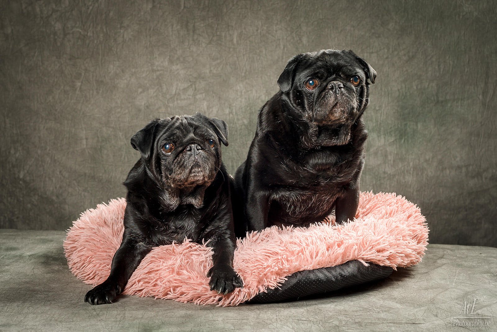 Portfolio - Honden