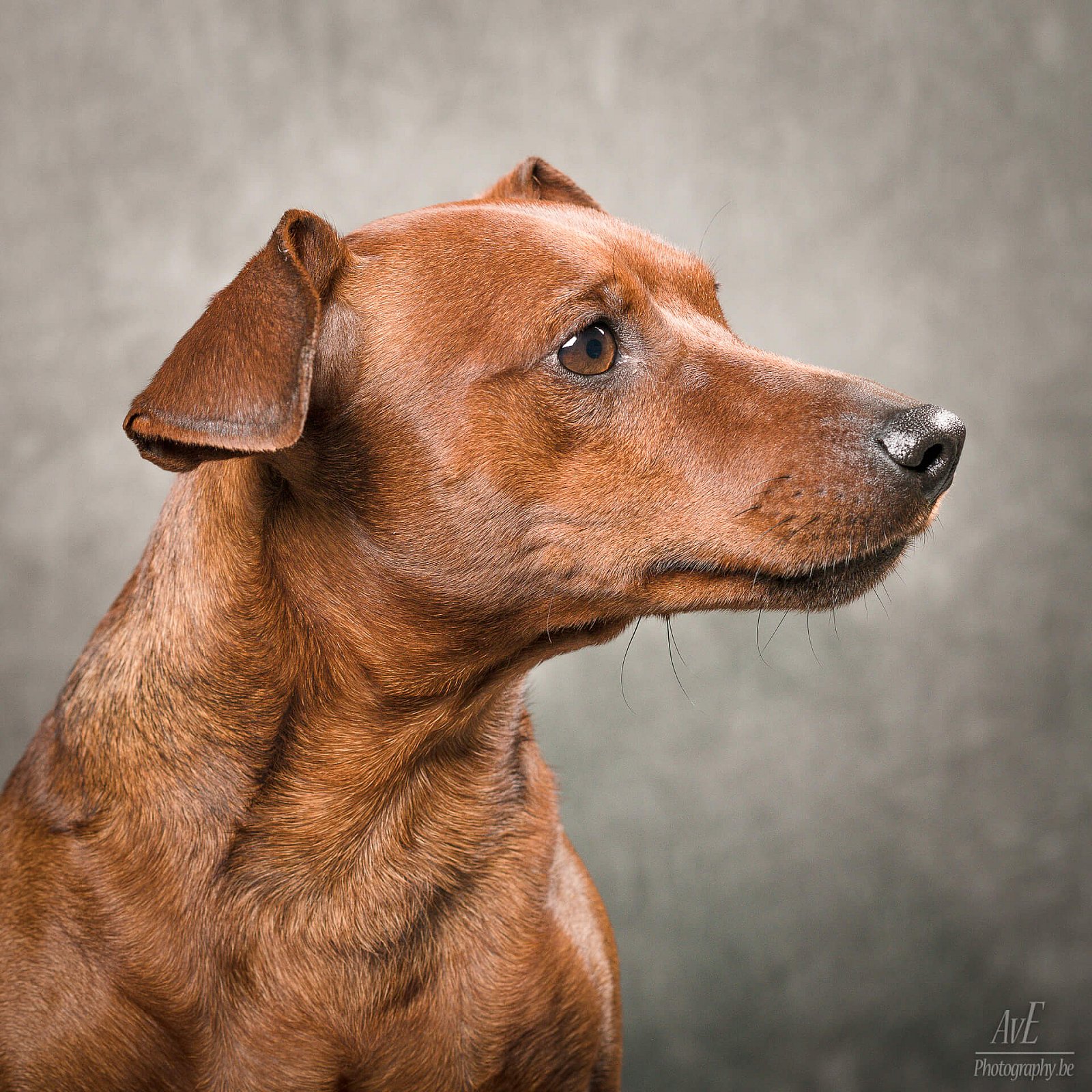 Portfolio - Honden