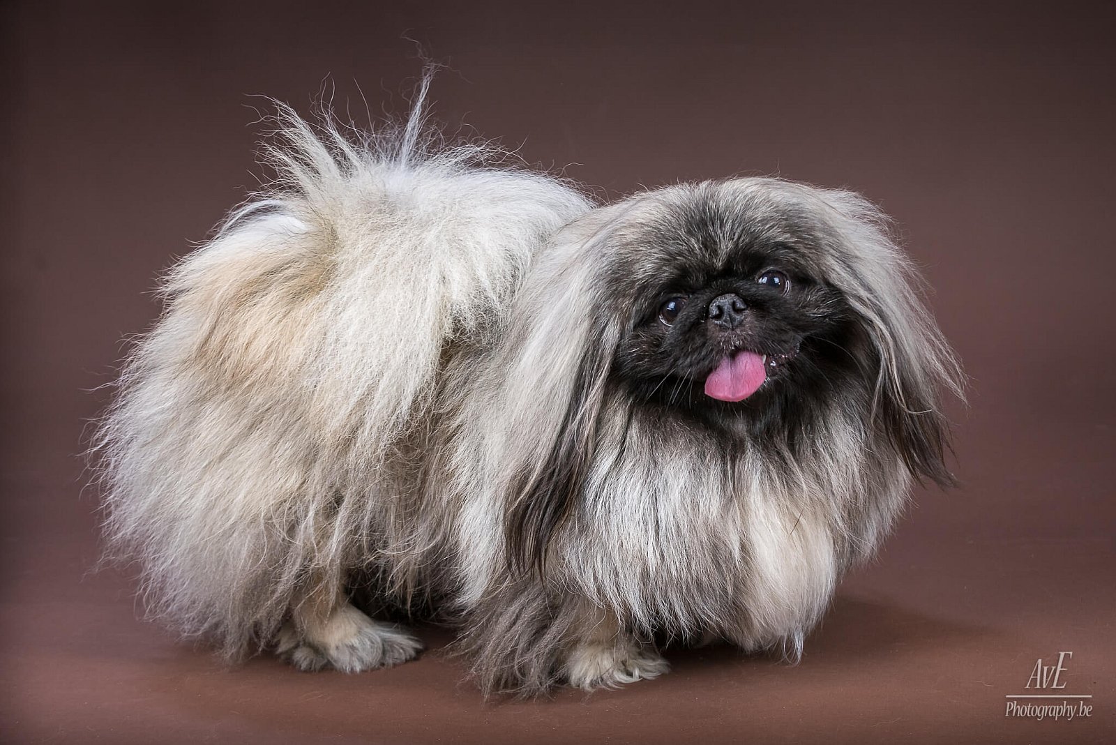 Portfolio - Honden