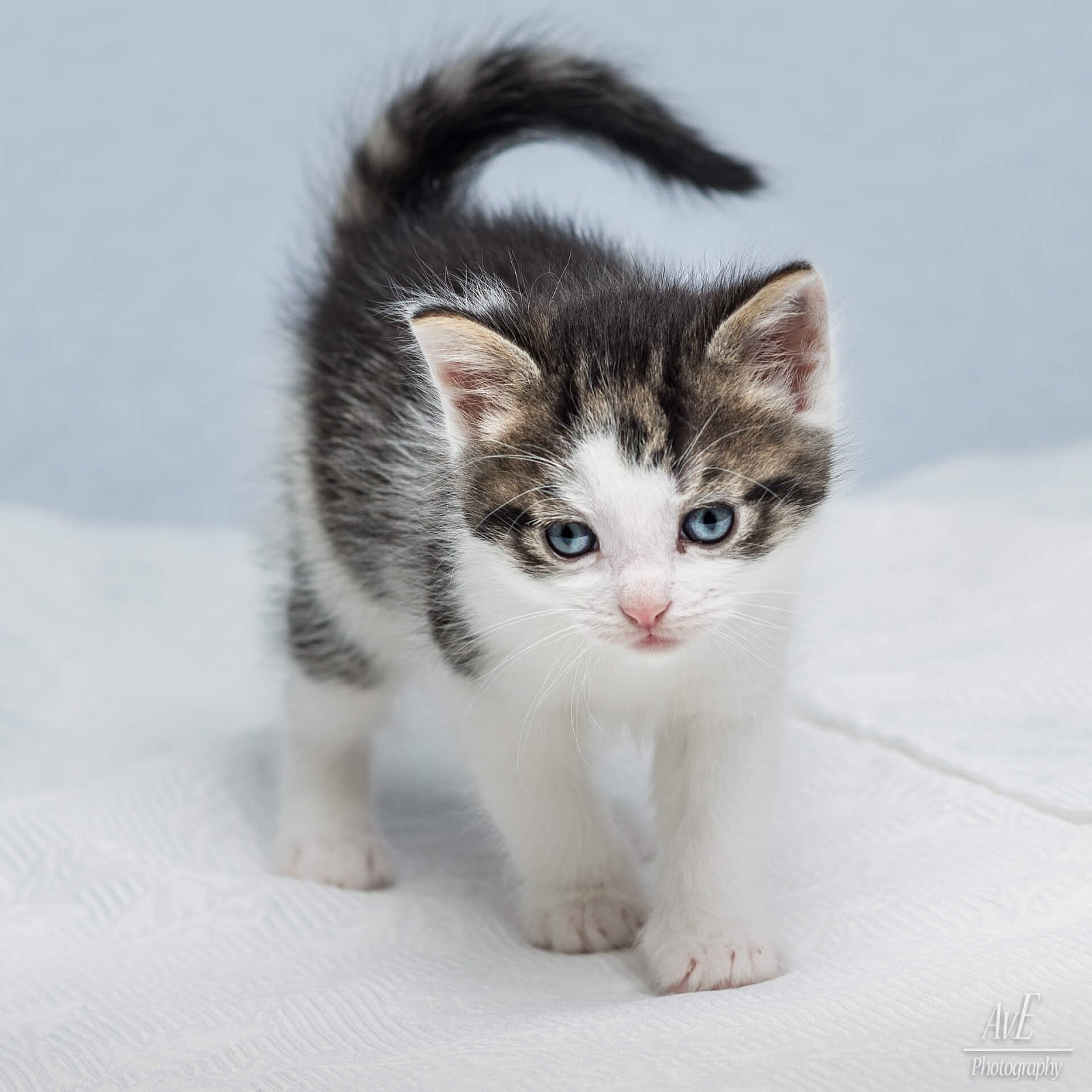 Portfolio - Katten
