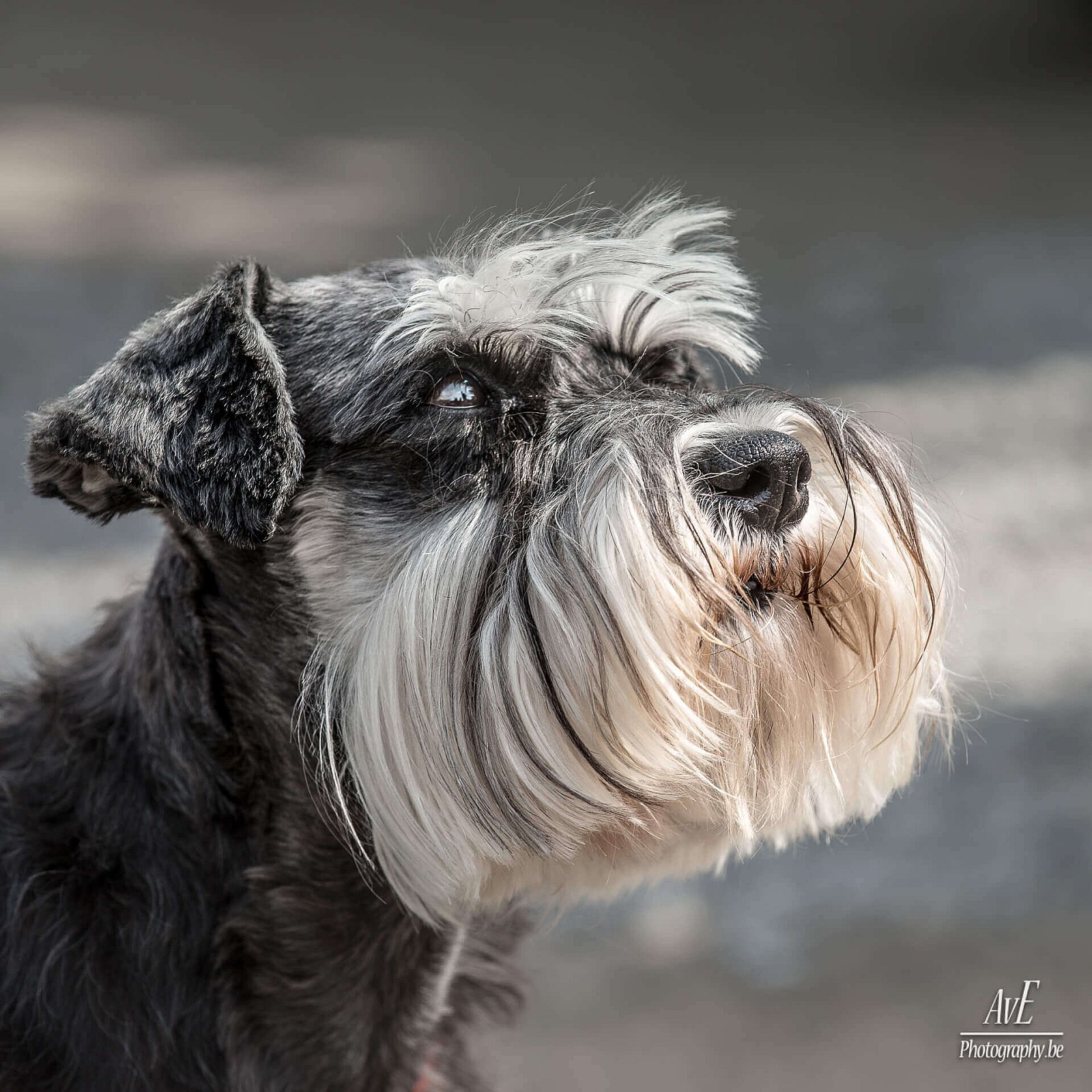 Portfolio - Honden