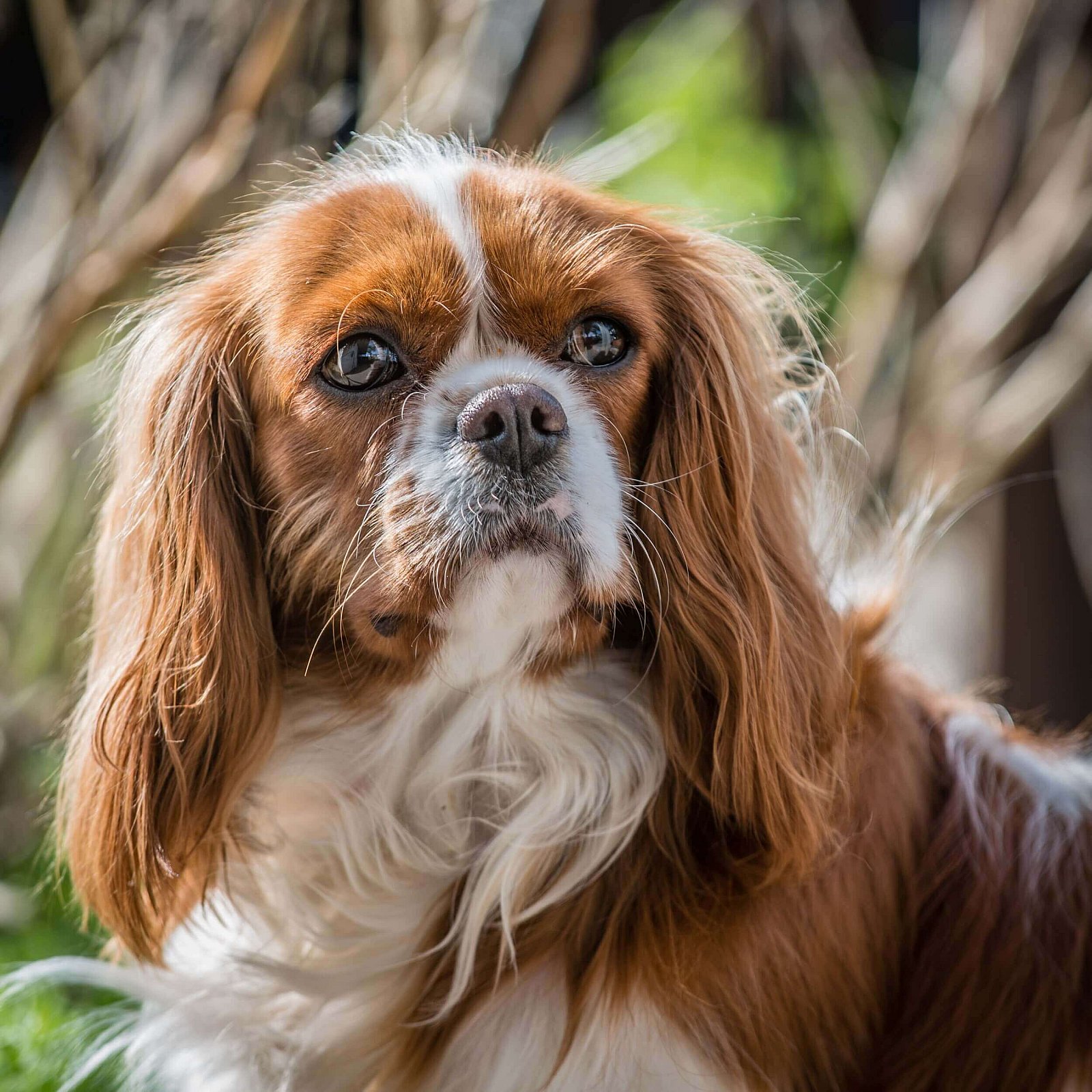 Portfolio - Honden