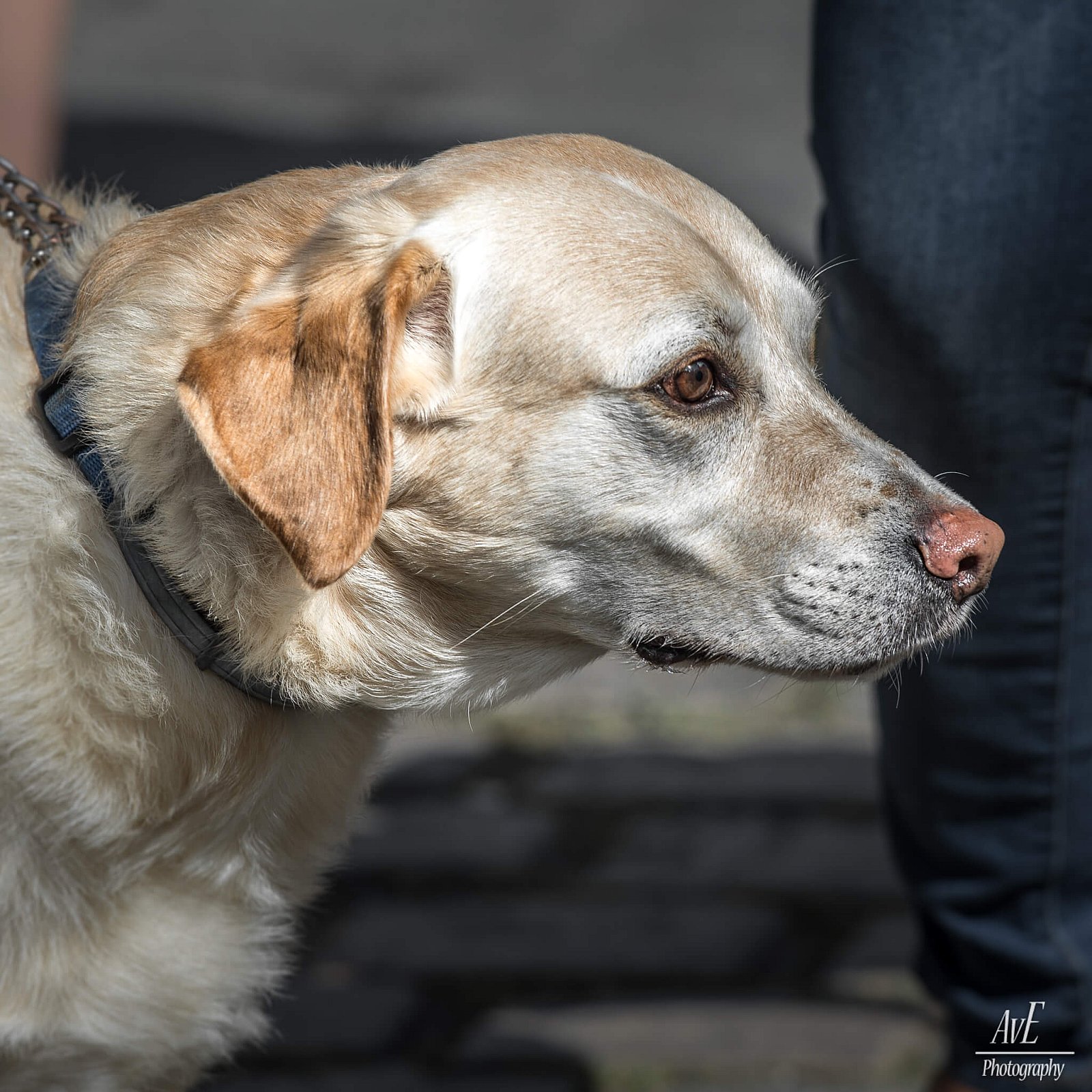Portfolio - Honden