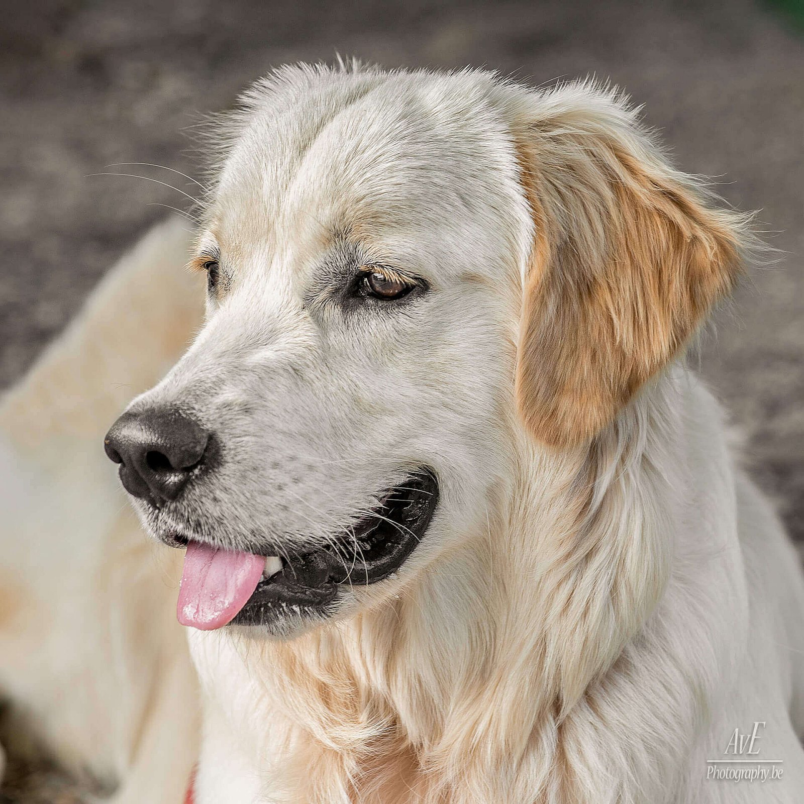 Portfolio - Honden