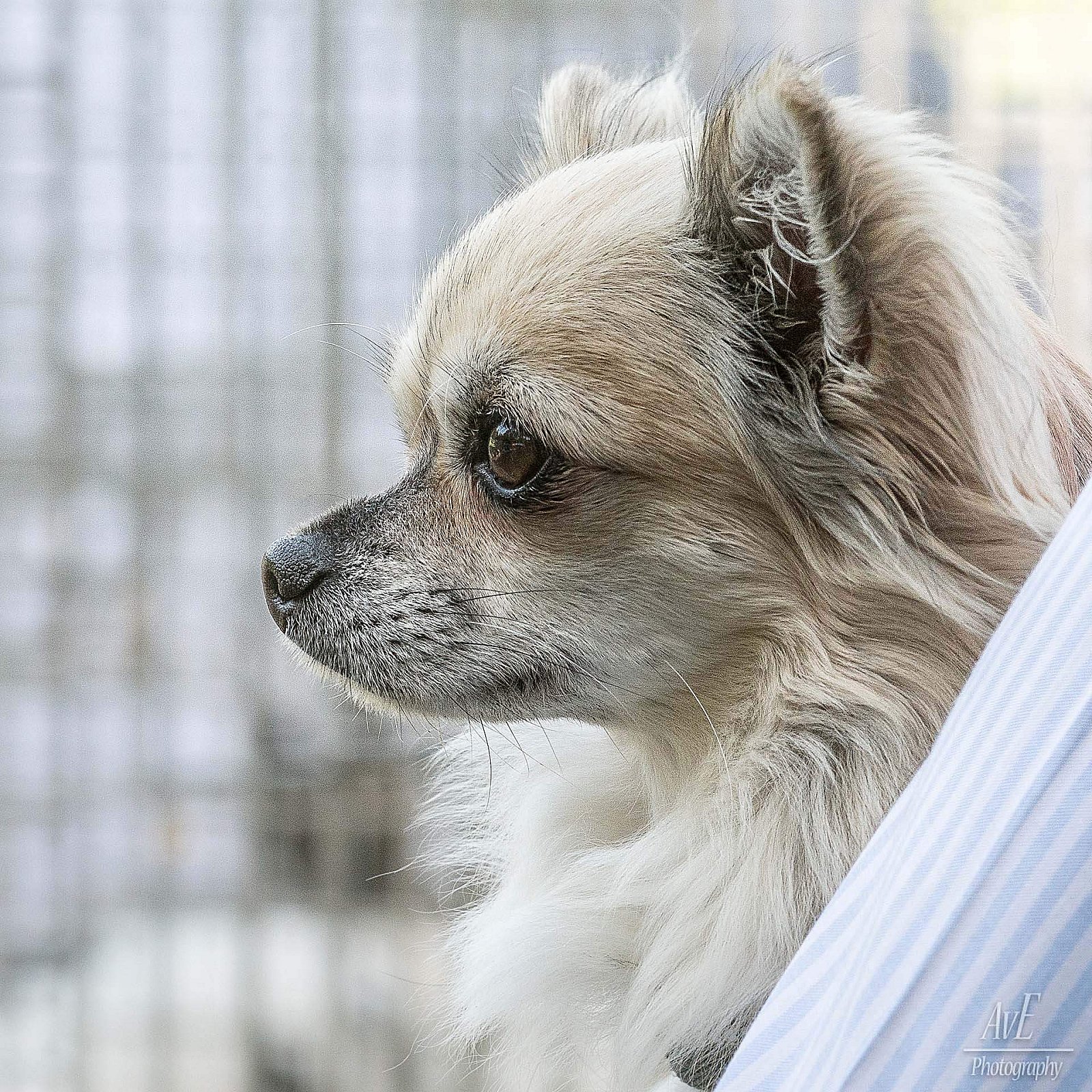 Portfolio - Honden