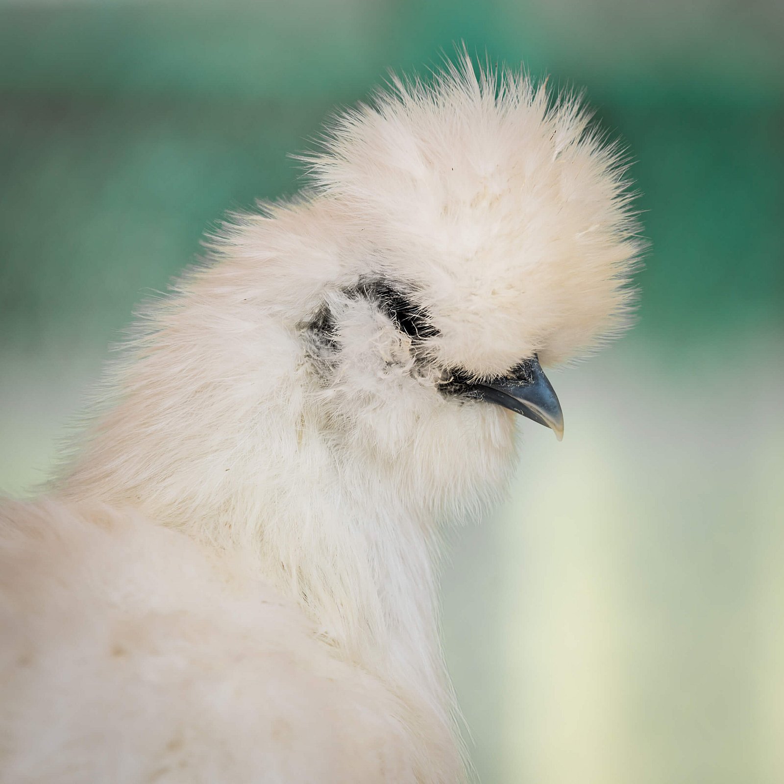 Portfolio - Andere dieren