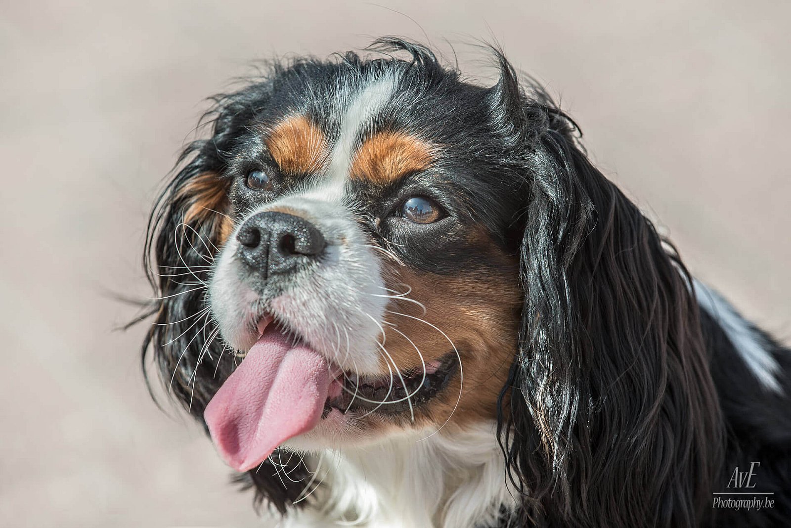 Portfolio - Honden