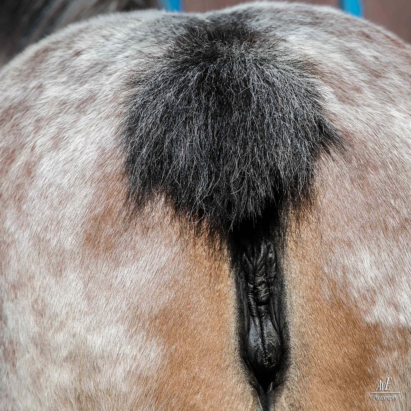 Portfolio - Paarden