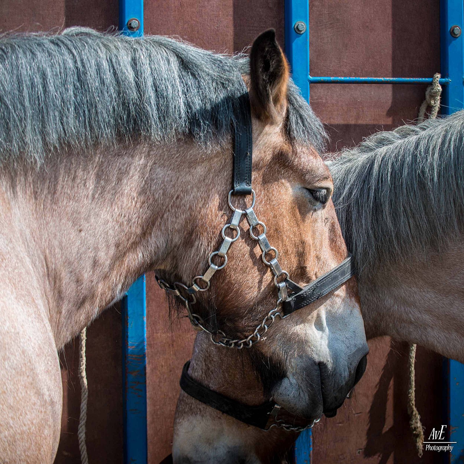 Portfolio - Paarden