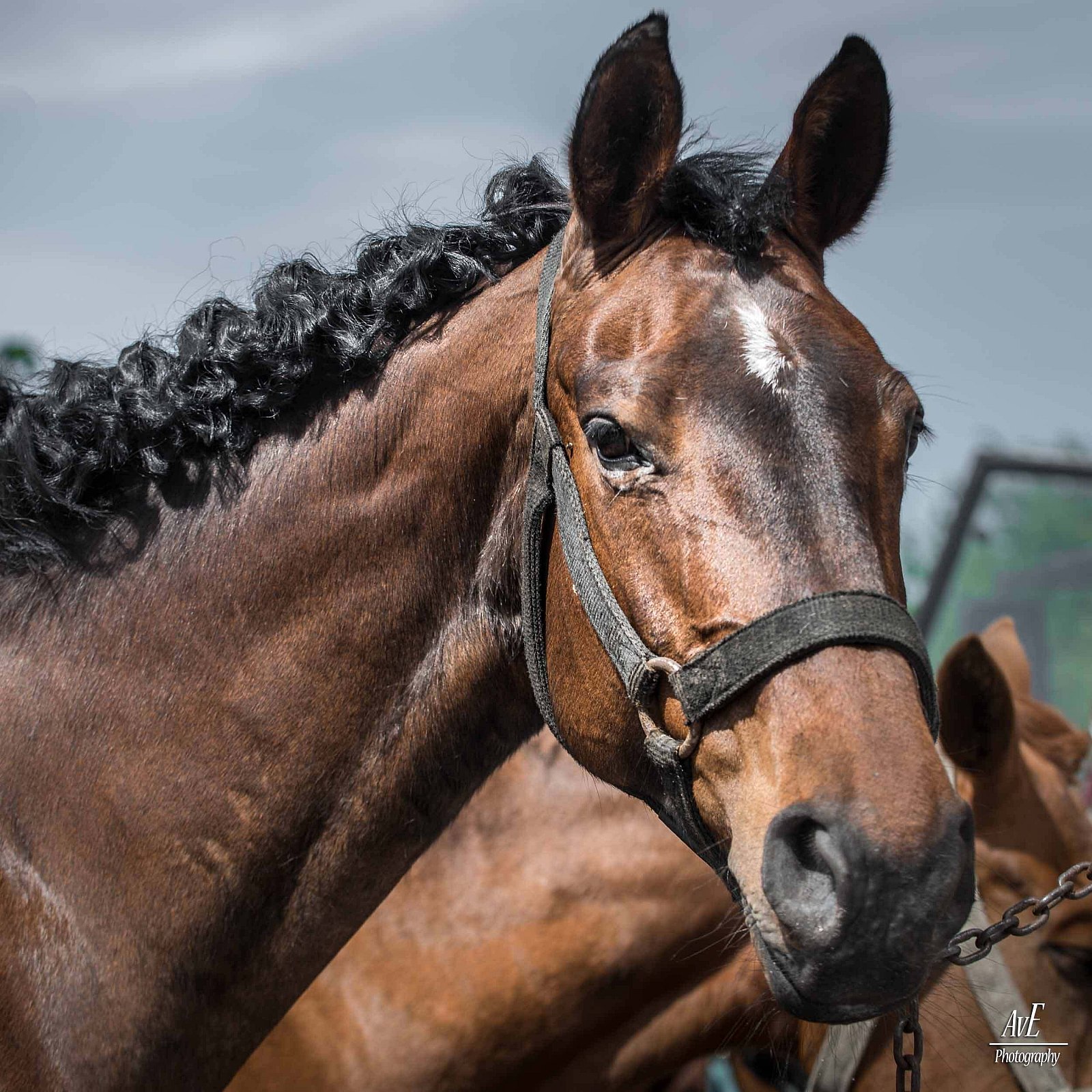 Portfolio - Paarden