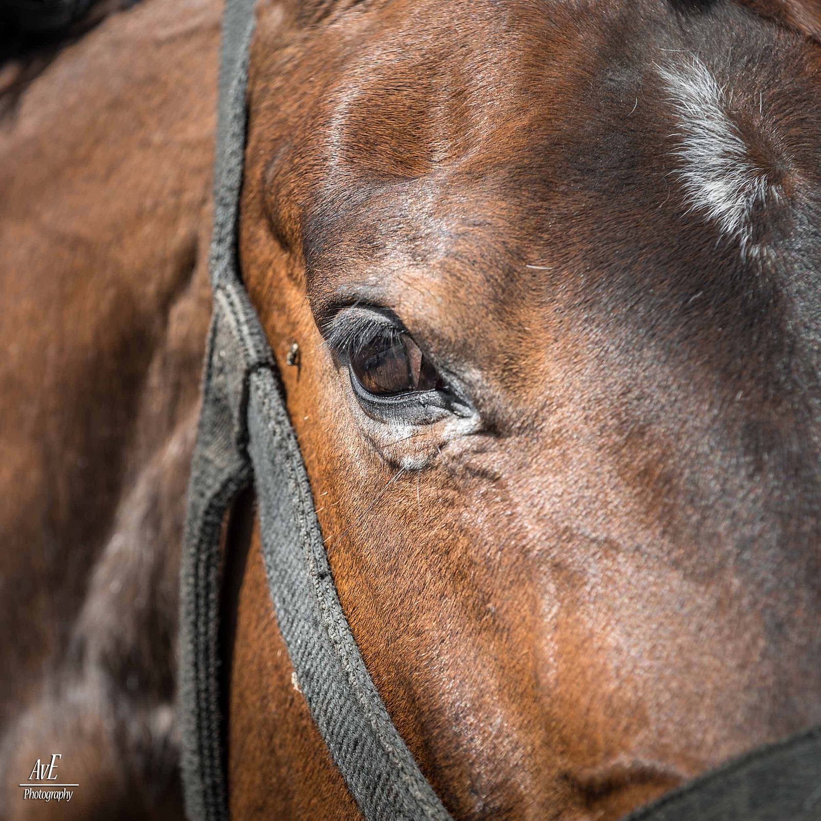 Portfolio - Paarden