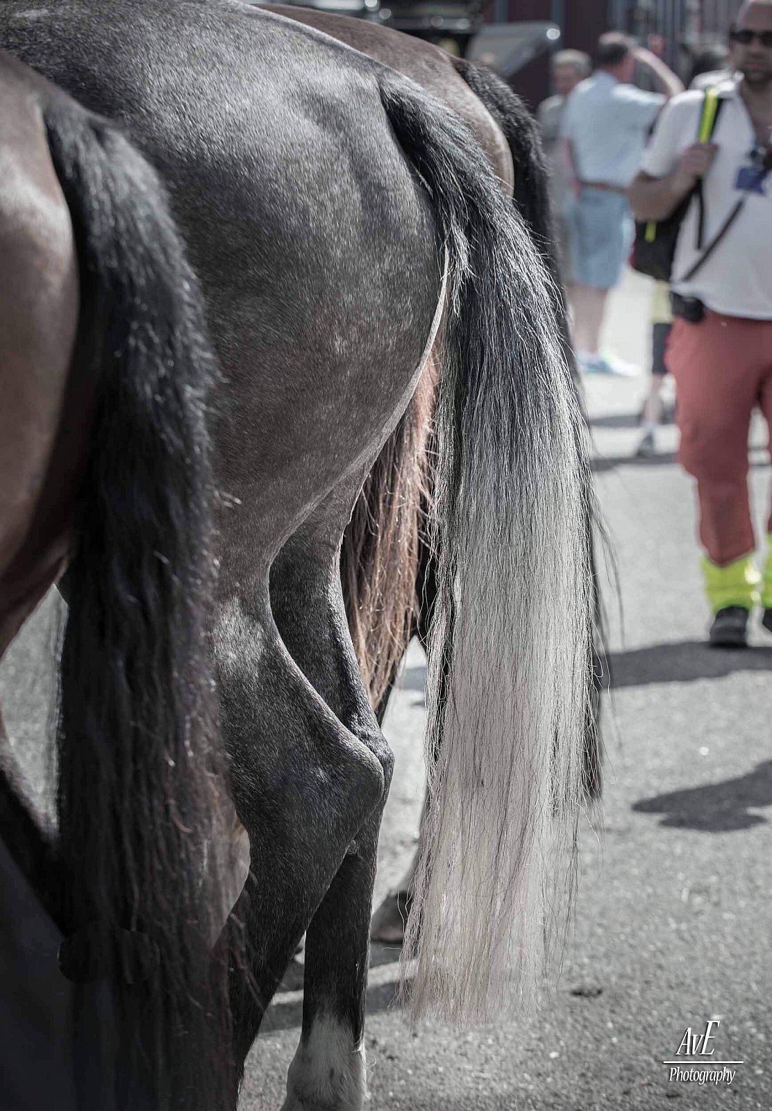 Portfolio - Paarden