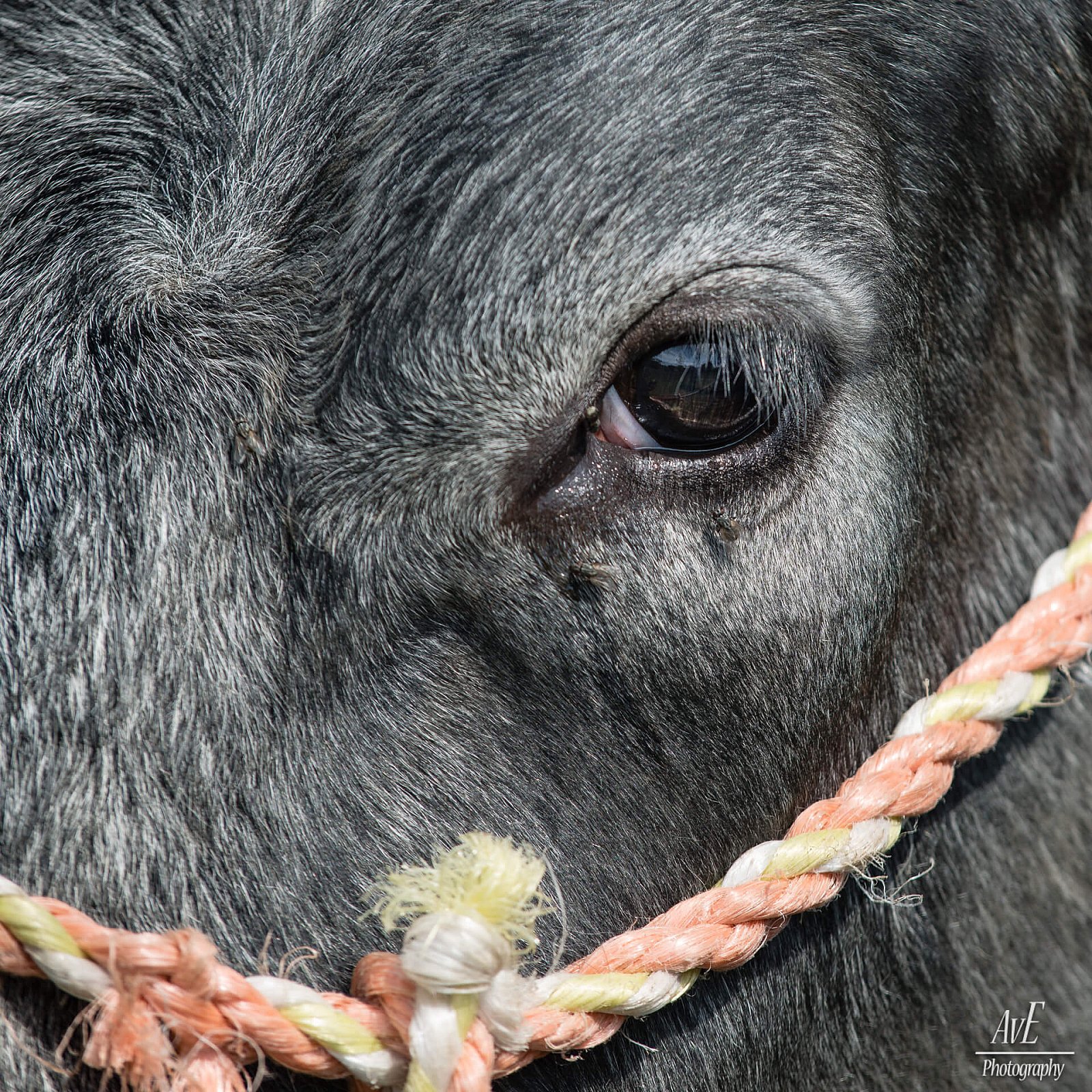 Portfolio - Andere dieren