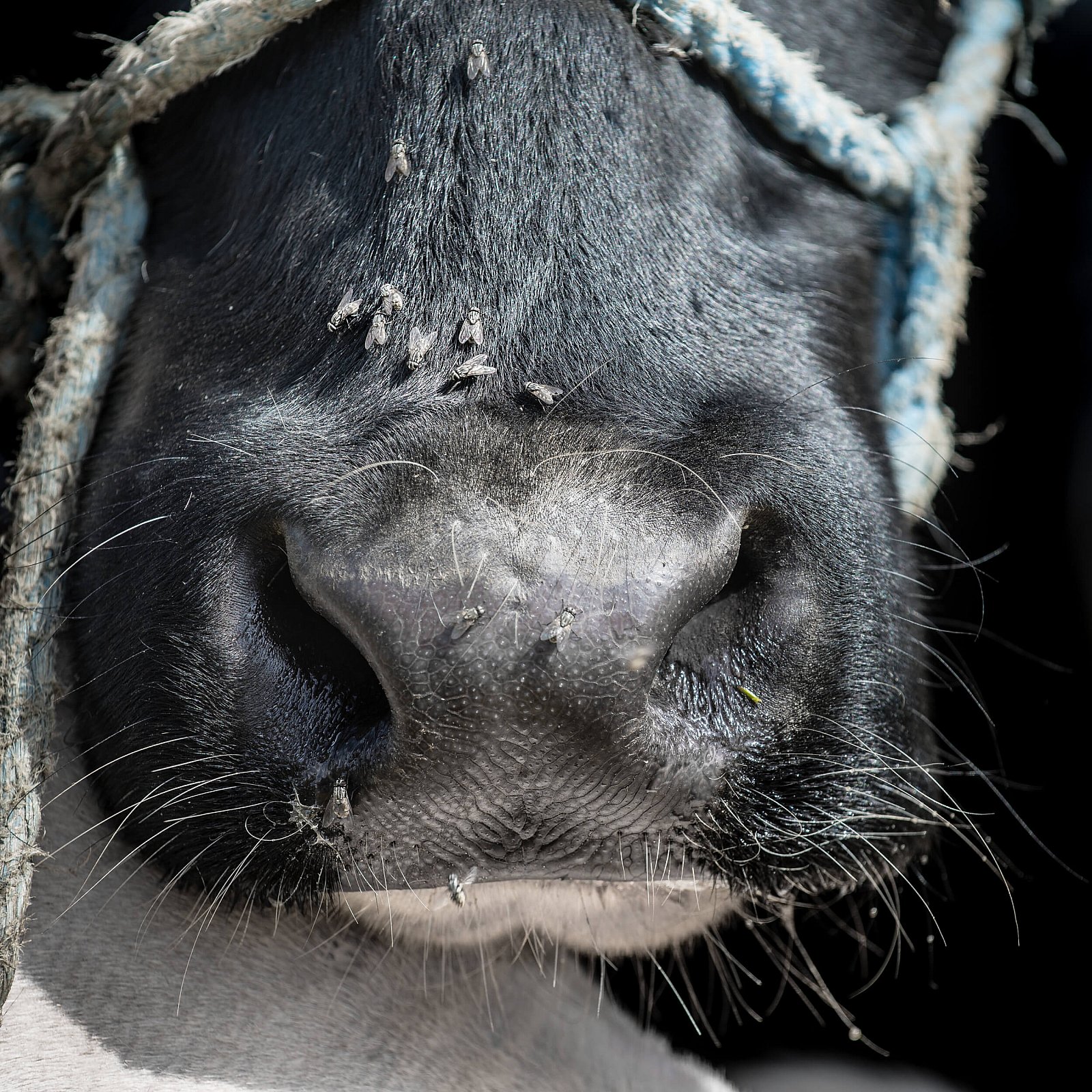 Portfolio - Andere dieren
