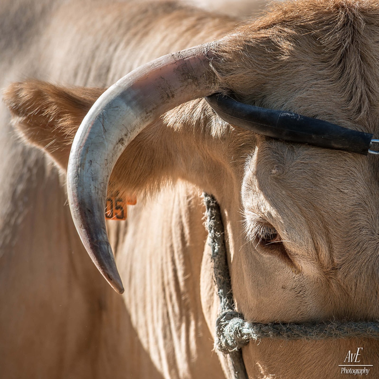 Portfolio - Andere dieren