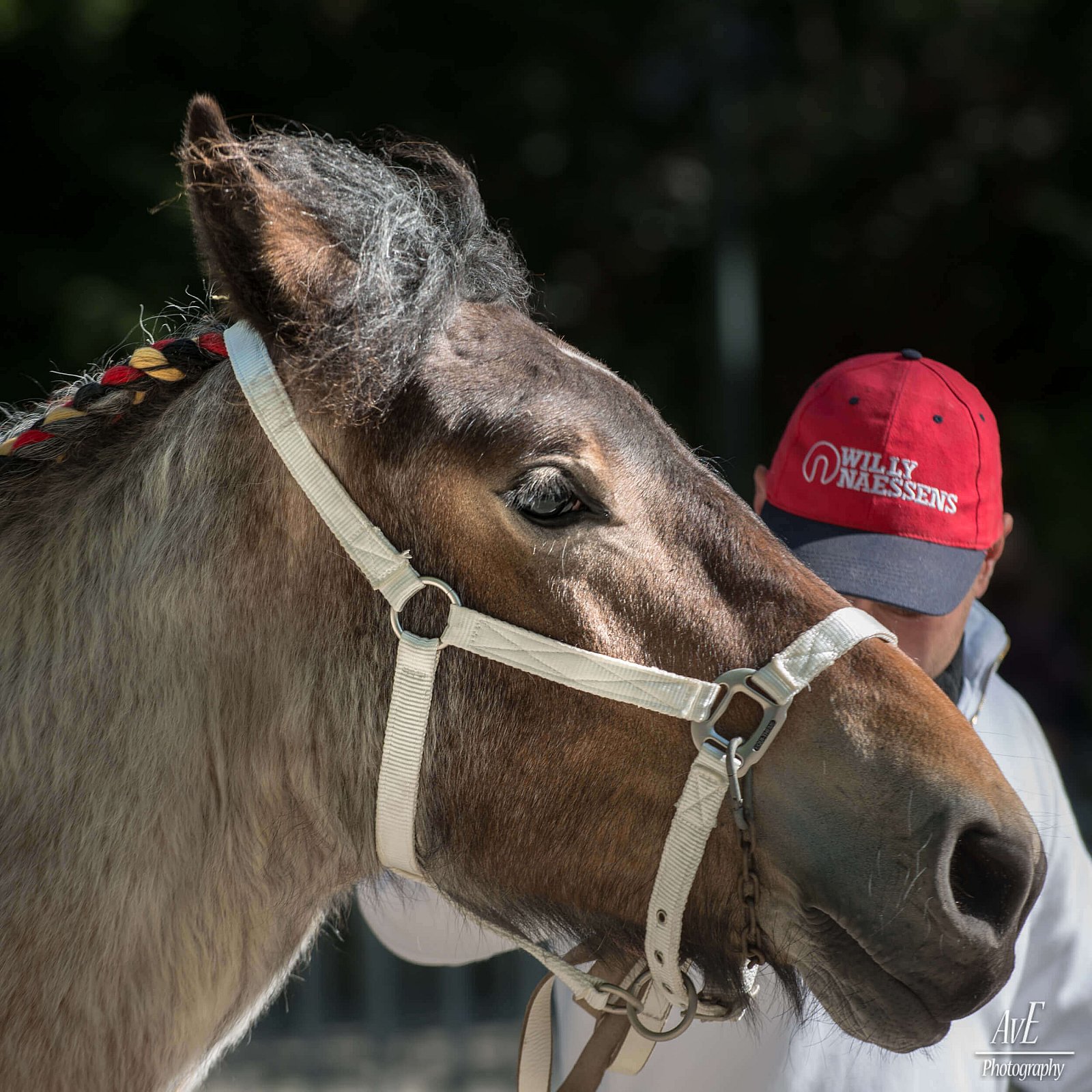 Portfolio - Paarden