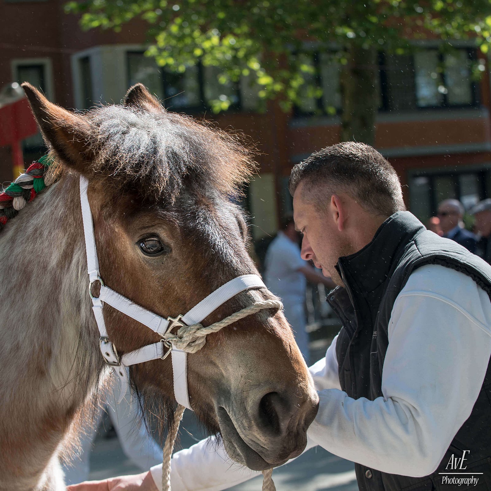 Portfolio - Paarden