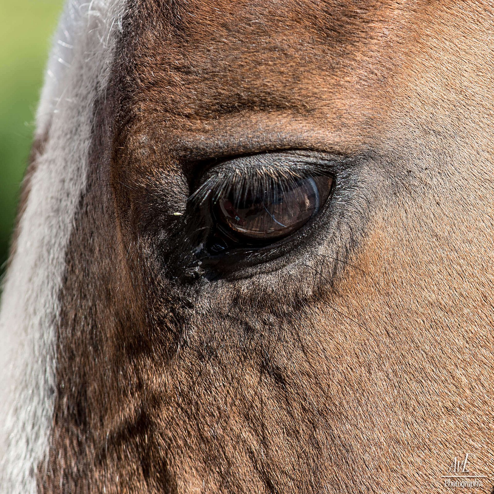 Portfolio - Paarden