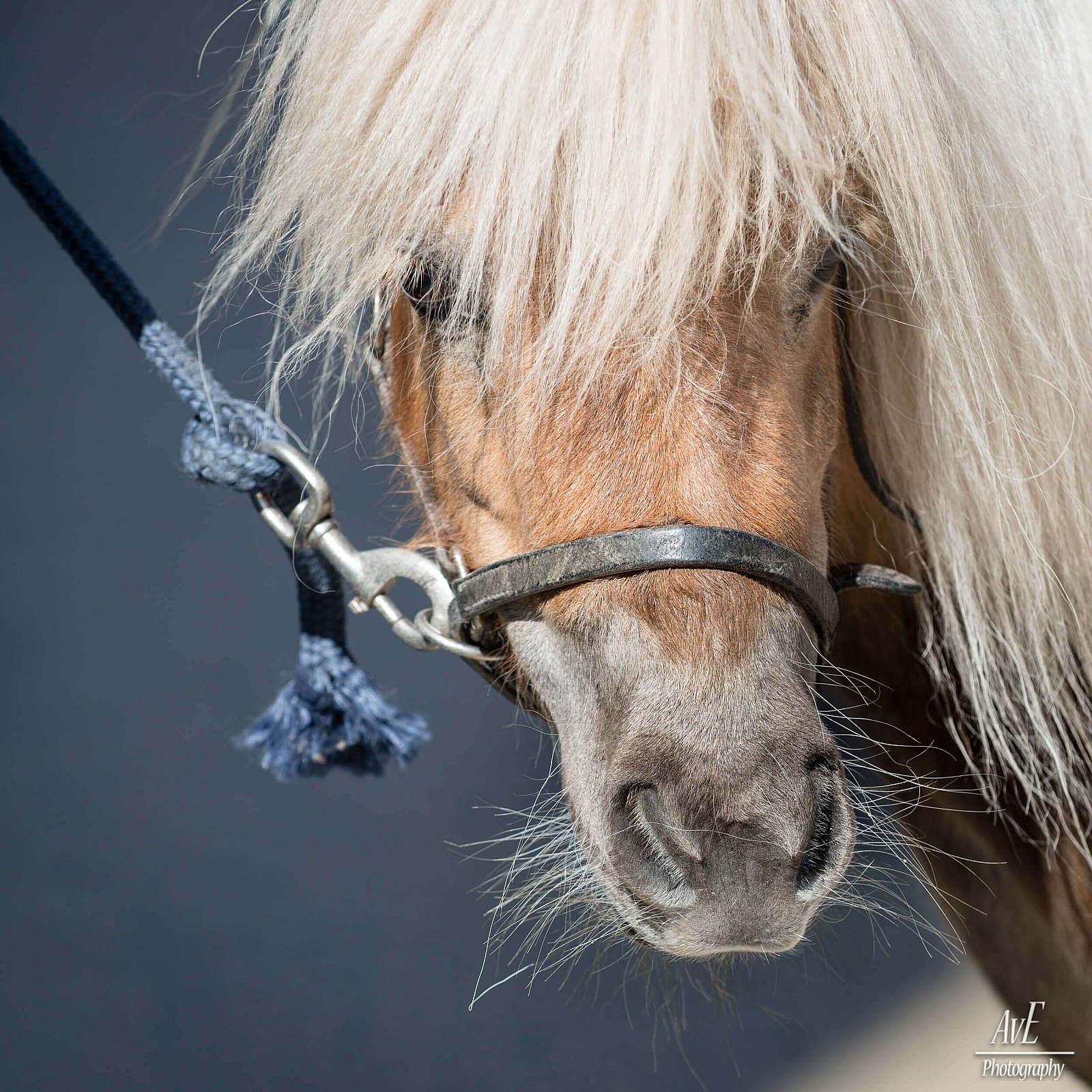 Portfolio - Paarden