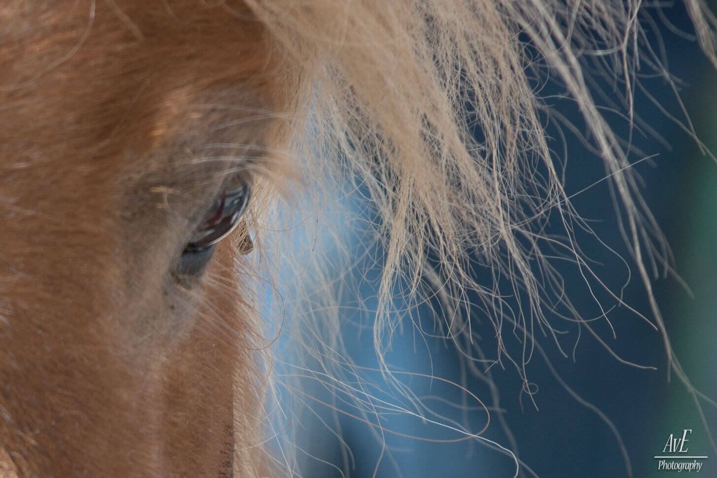 Portfolio - Paarden