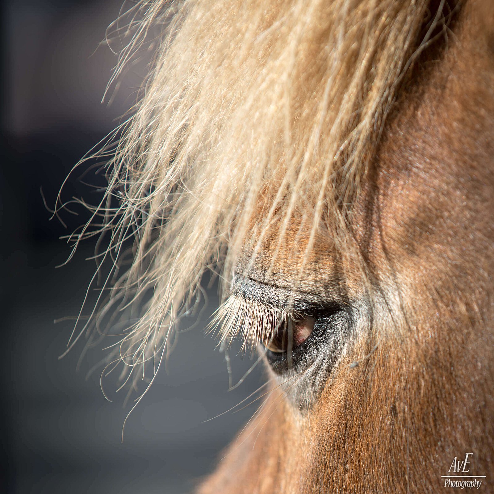 Portfolio - Paarden