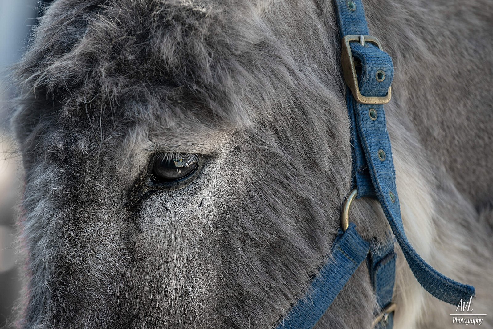 Portfolio - Andere dieren