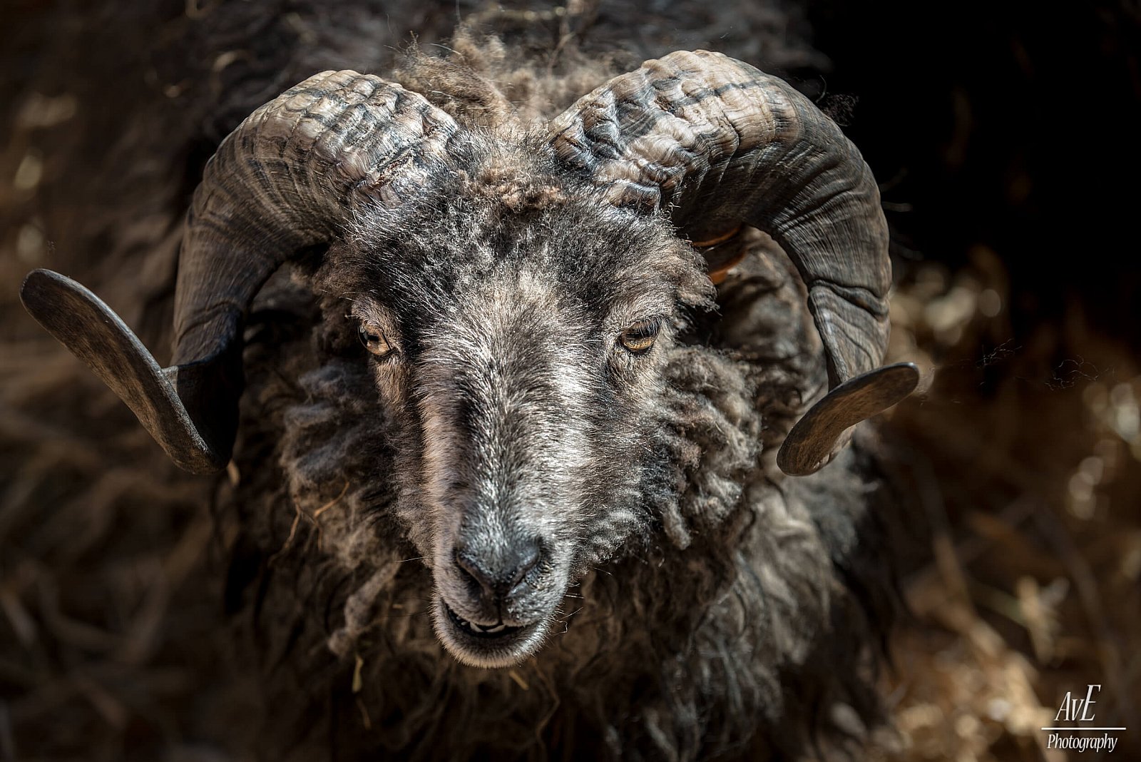 Portfolio - Schapen