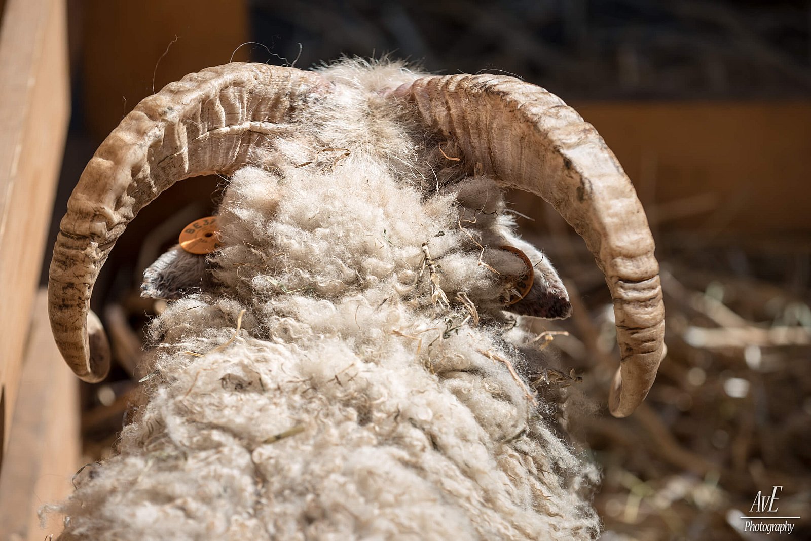 Portfolio - Schapen