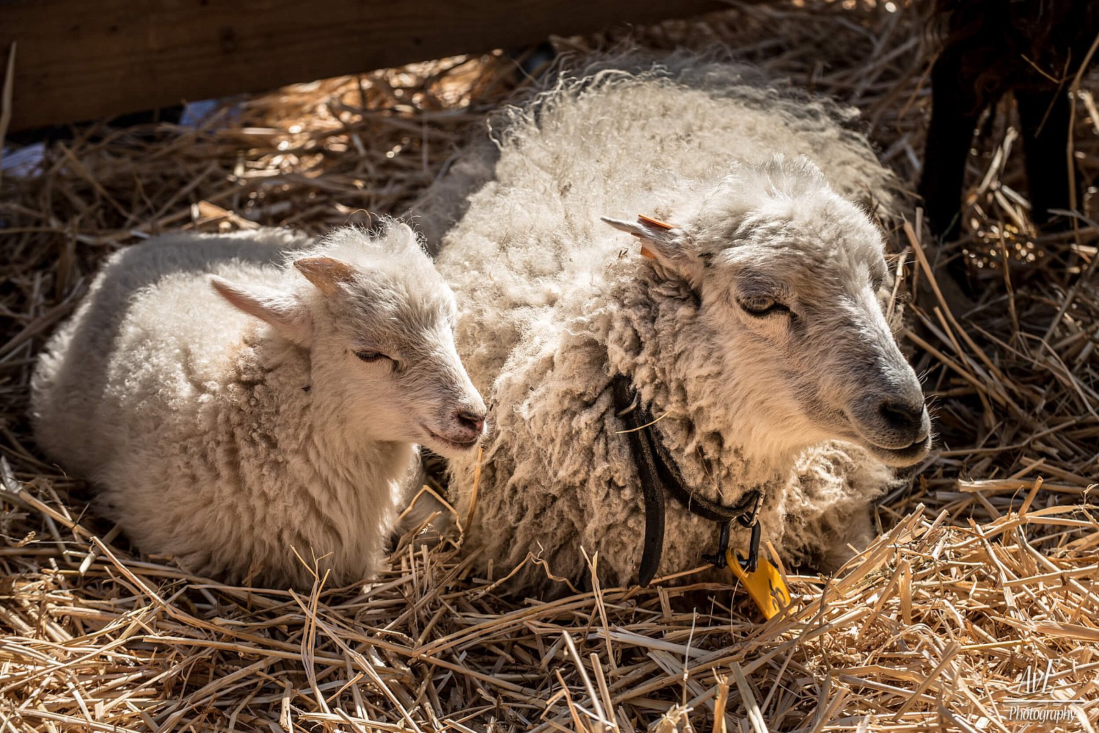 Portfolio - Schapen