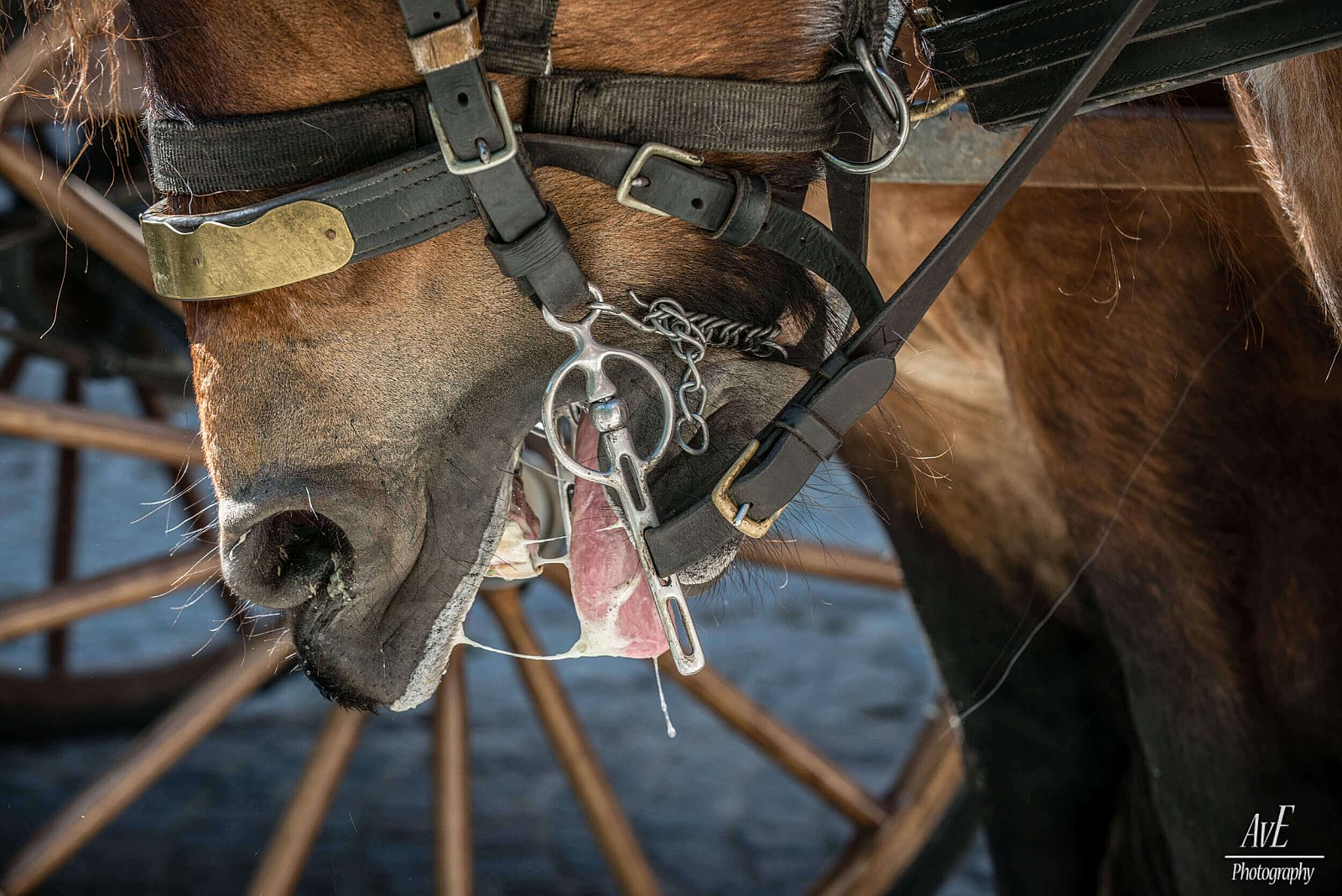 Portfolio - Paarden