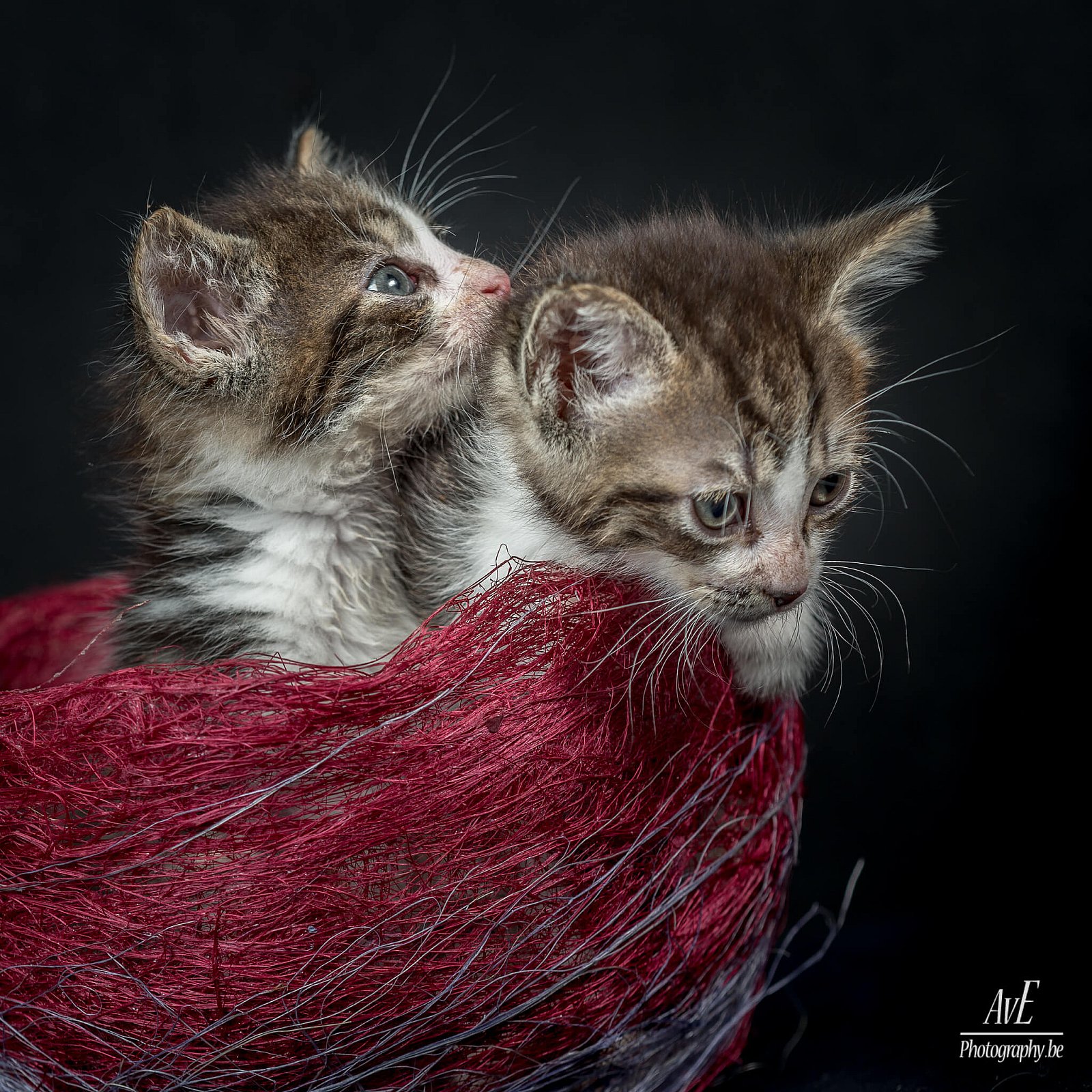 Portfolio - Katten