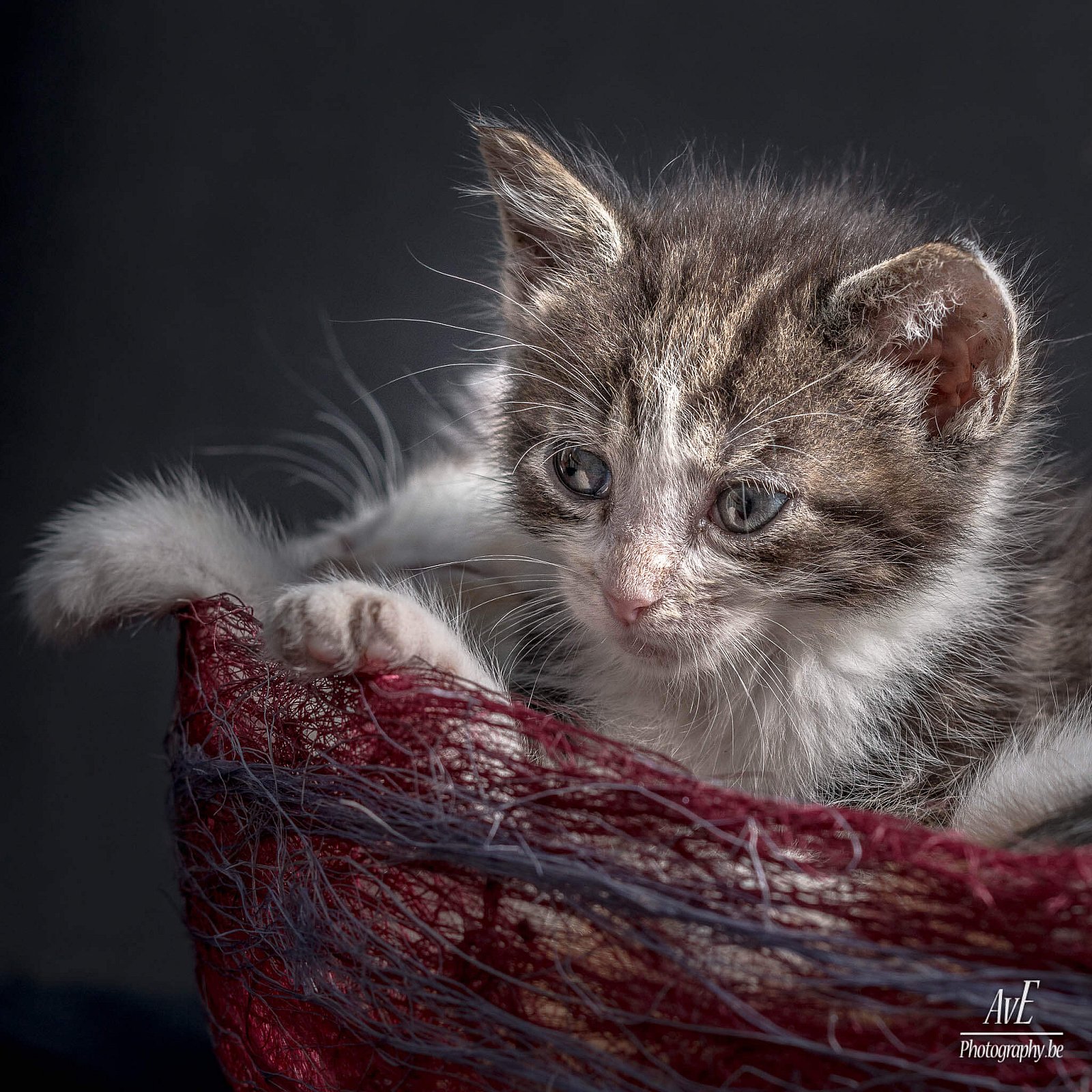 Portfolio - Katten