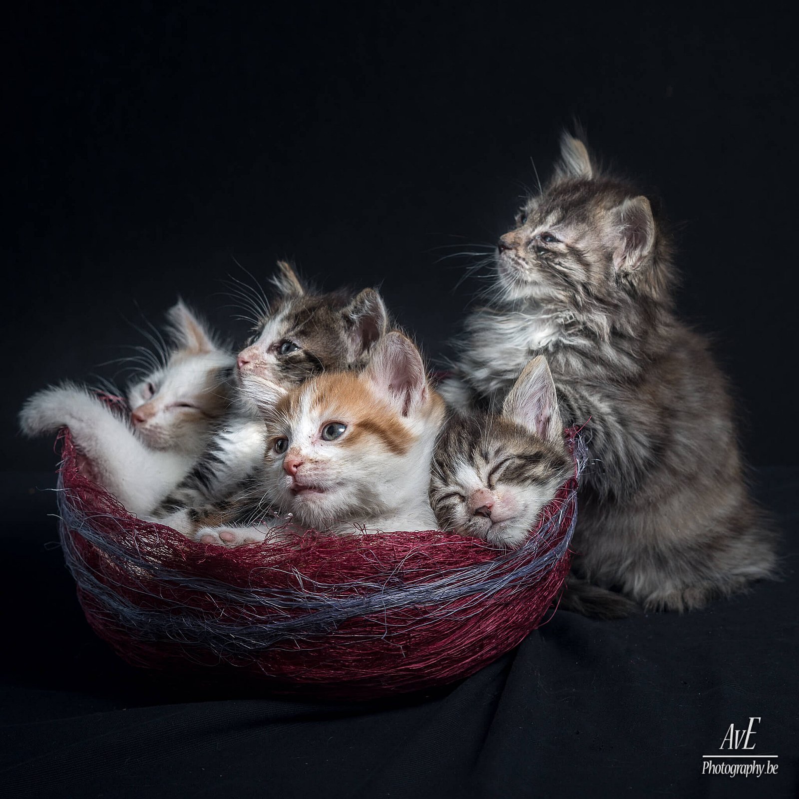 Portfolio - Katten