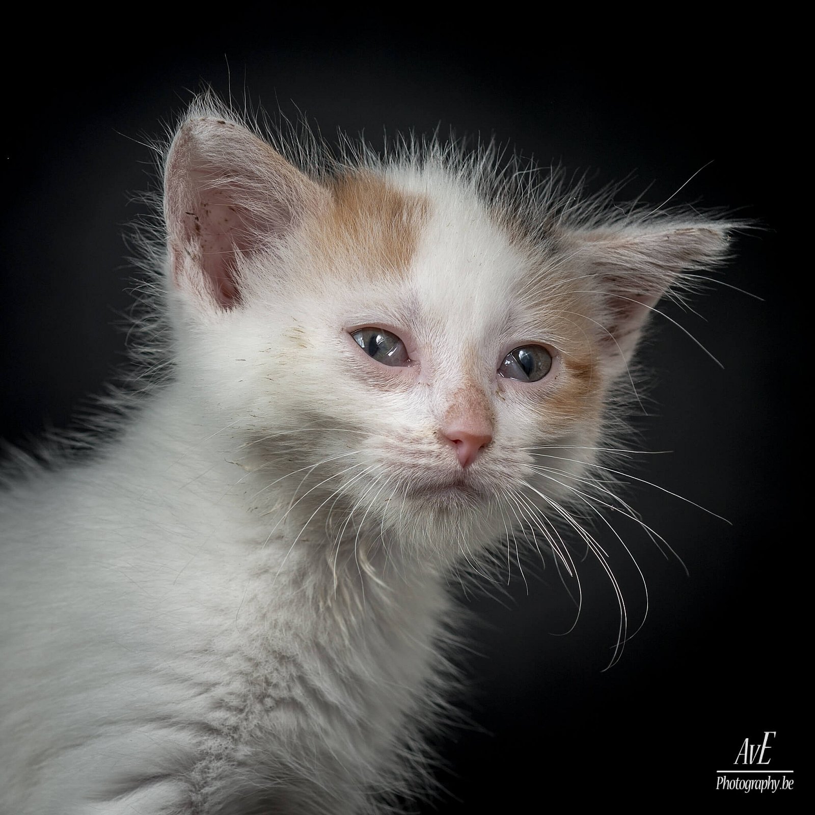 Portfolio - Katten