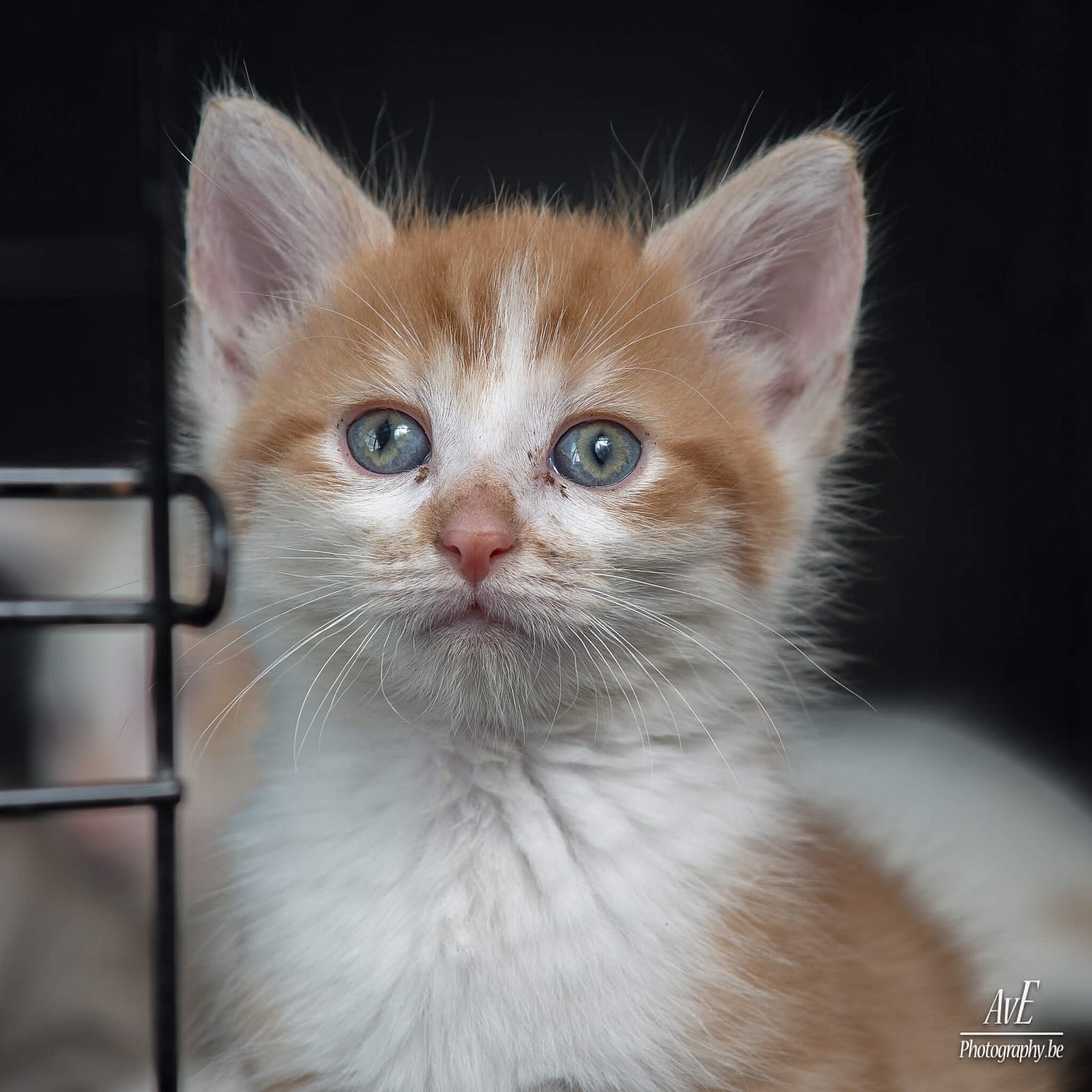 Portfolio - Katten